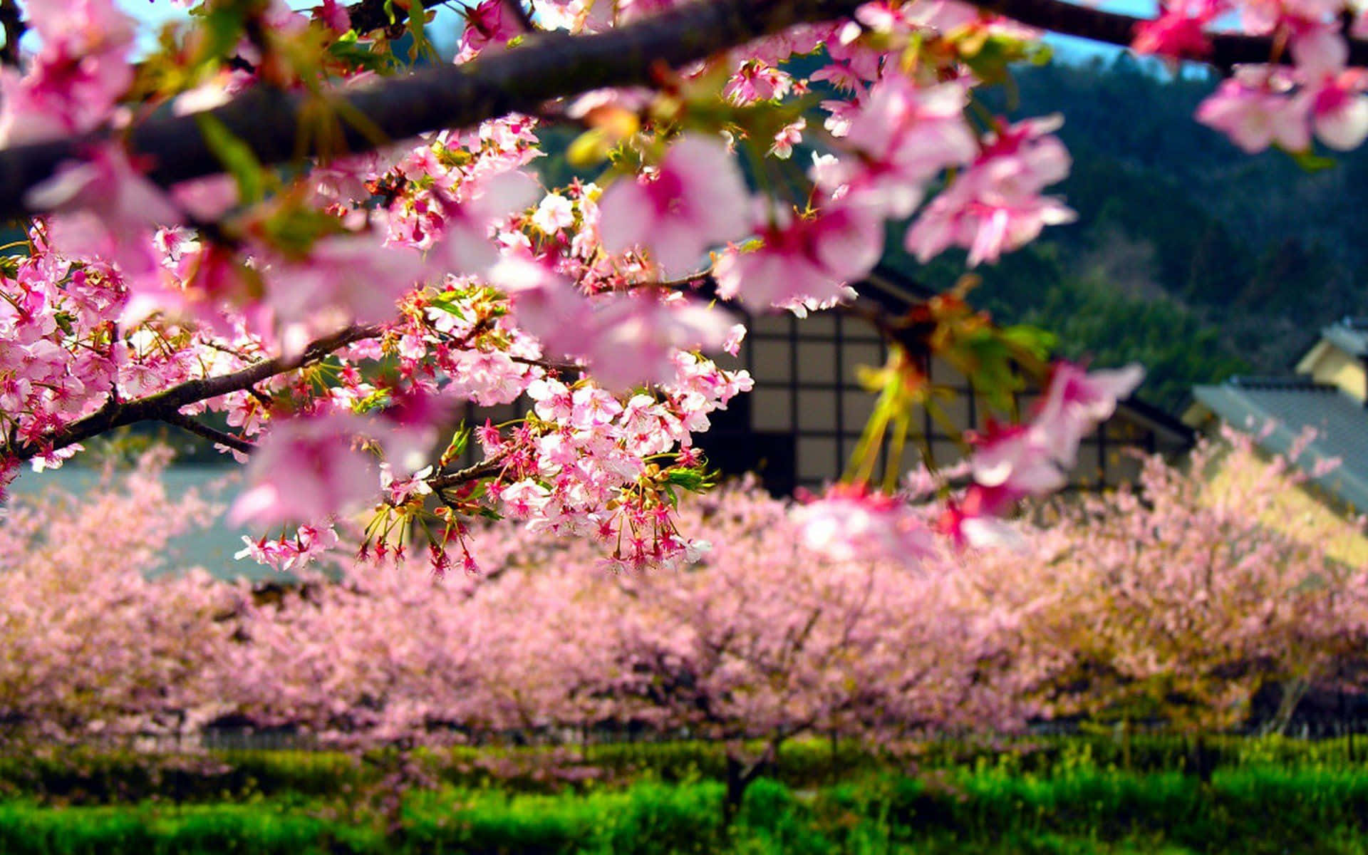 Smuktbaggrundsbillede Af En Japansk Kirsebærblomstrende Forårstræ.