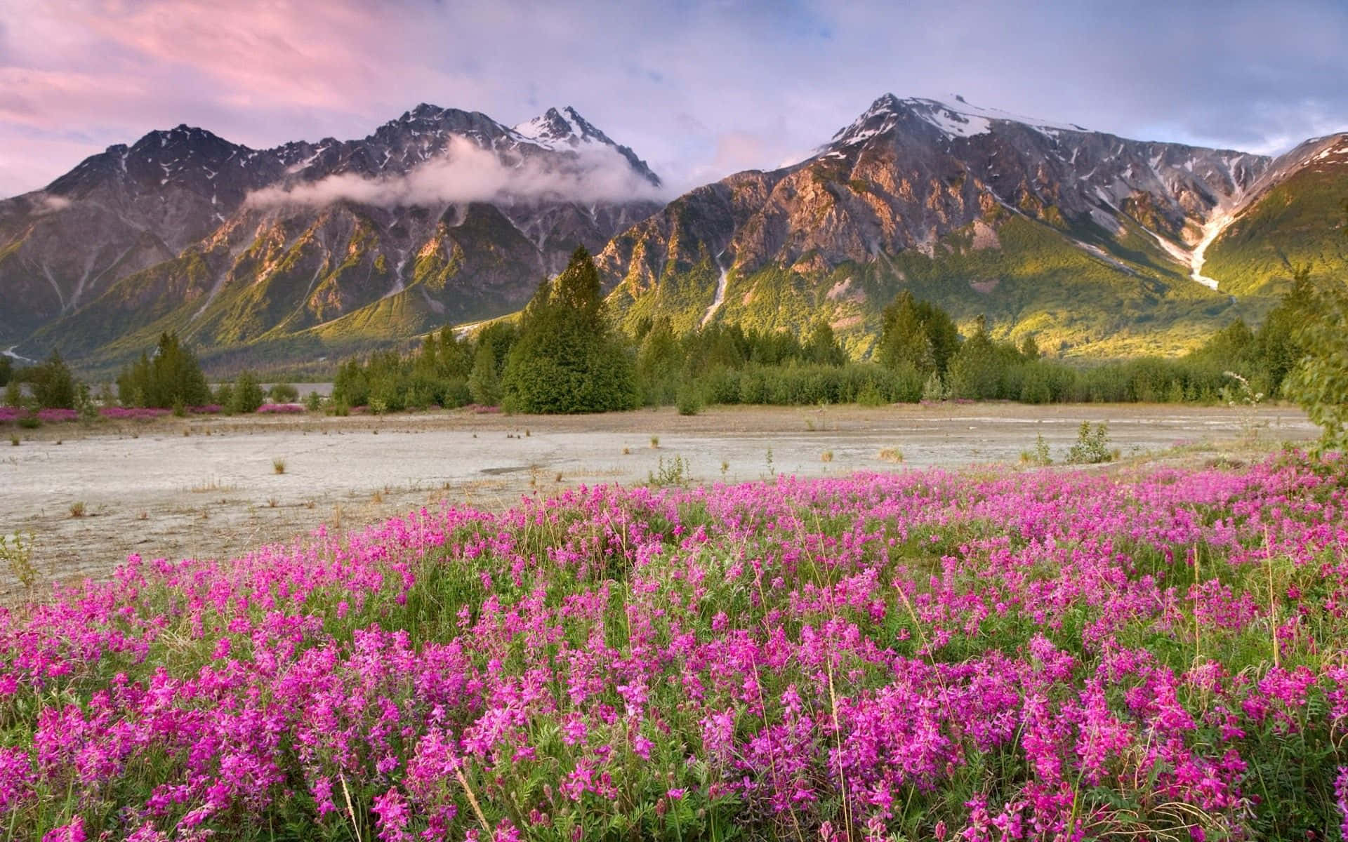 Pink Flower Field And Mountains Spring Background