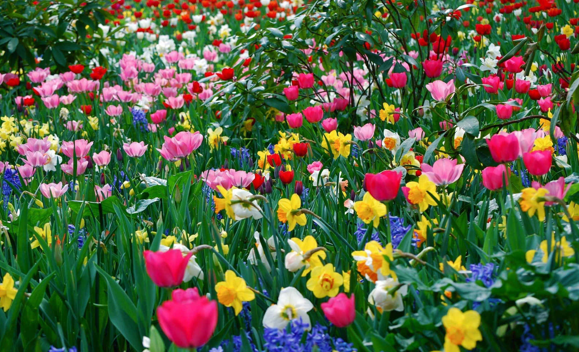 Farverigeblomster I Fuld Blomst Forårsbaggrund.