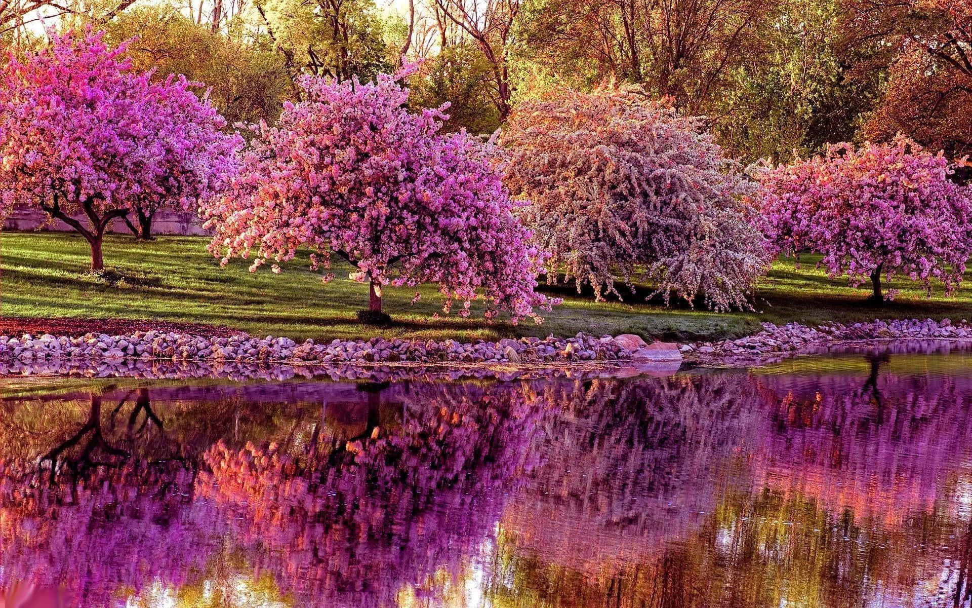 Fascinating Pink Trees Spring Background