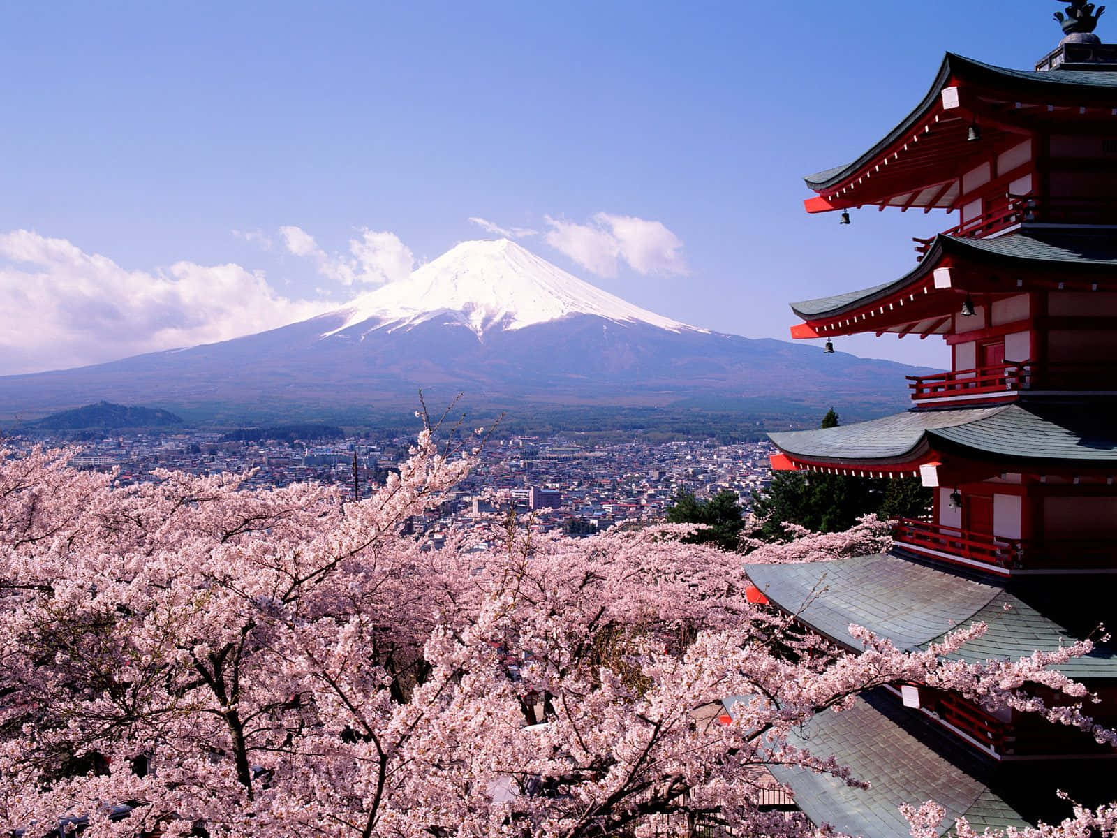 Fondode Pantalla De Primavera Con La Pagoda Fuji Y Las Flores De Cerezo.