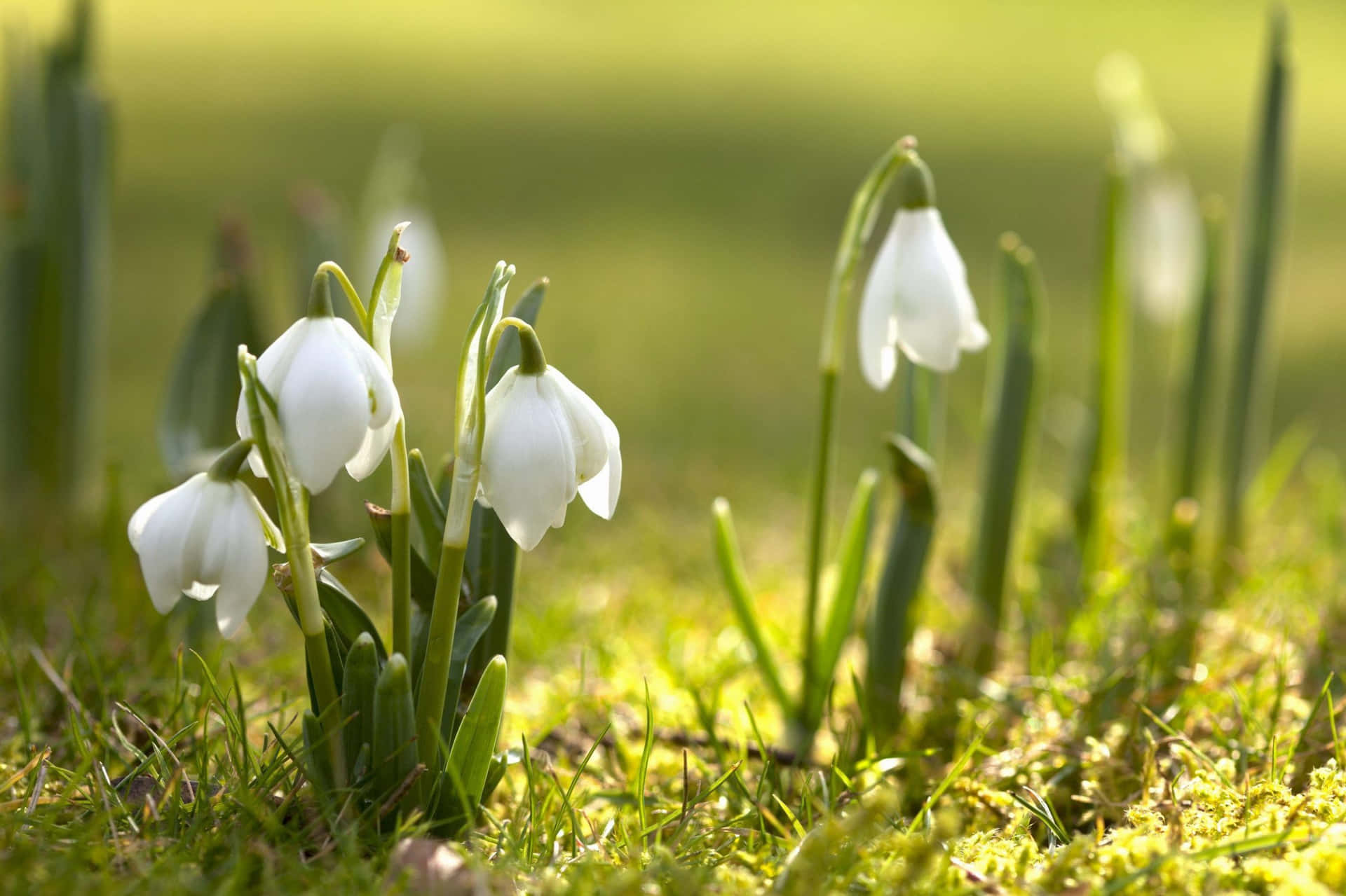 Snowdrops Flowers Spring Background