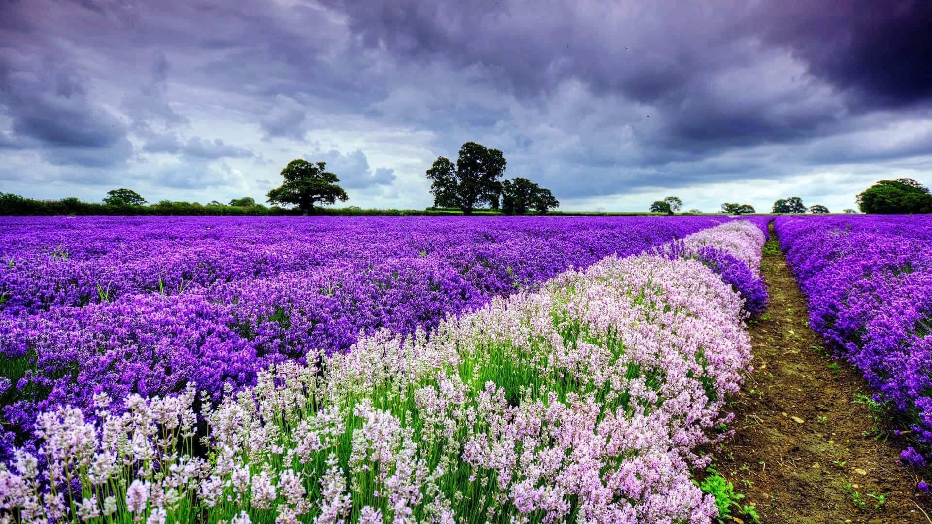 English Lavender Field Spring Background