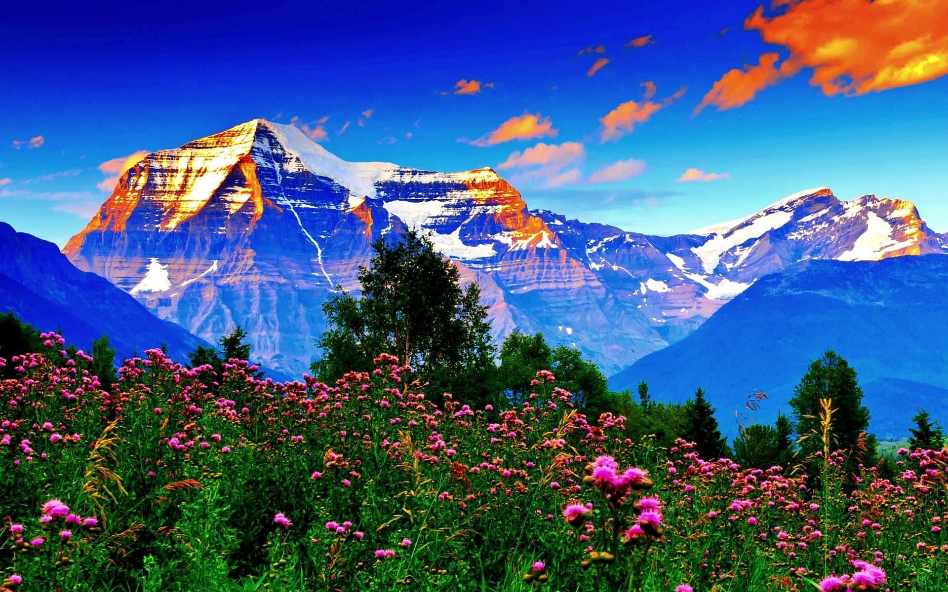 Flower Meadow And Mountains Spring Background