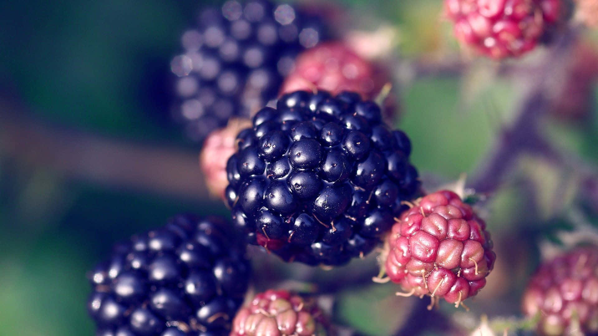 Bellissimosfondo Primaverile Con Frutti Di Blackberry