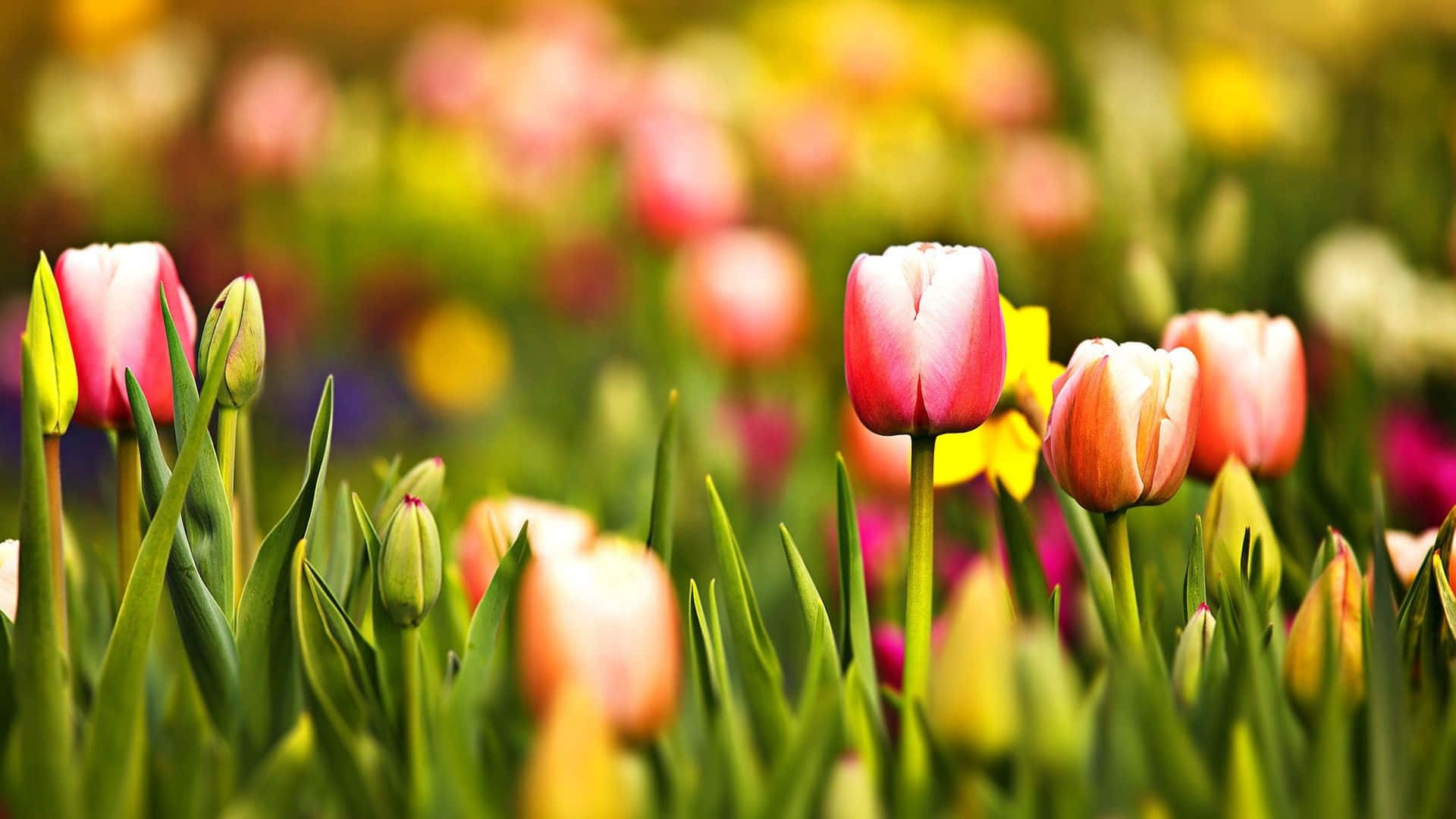 Fondode Pantalla Con Flores Coloridas De Tulipanes En Primavera.