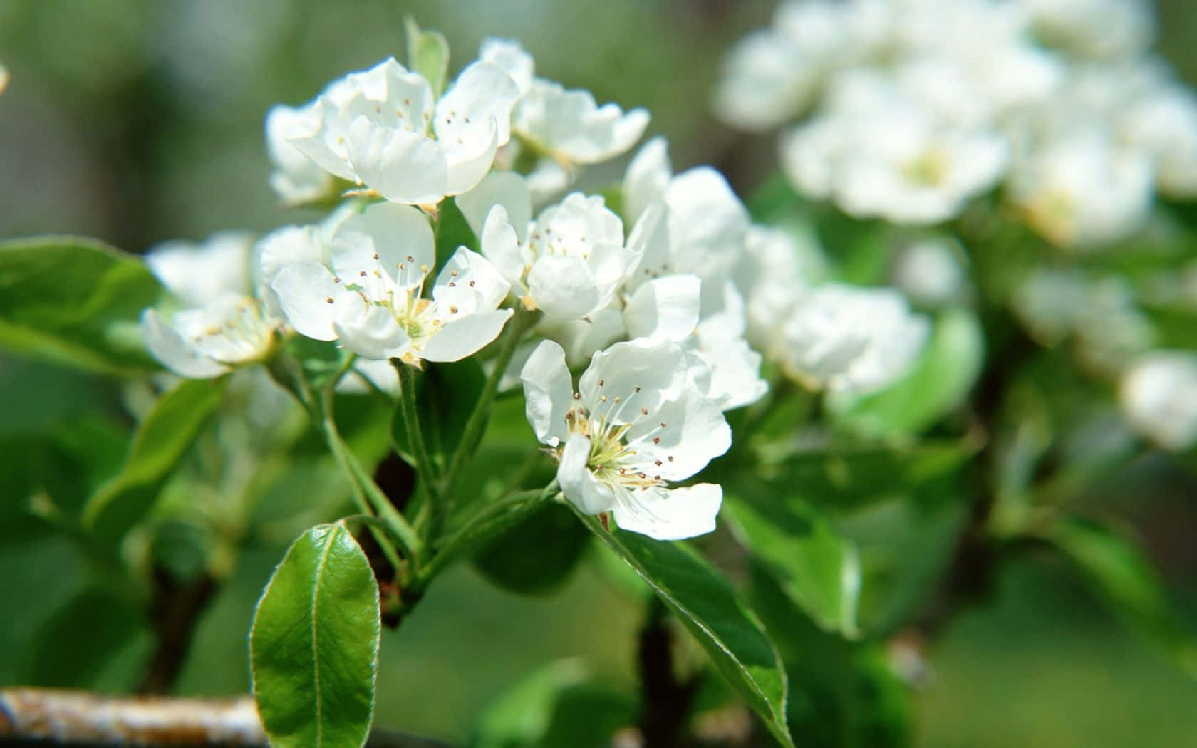 Pear Flower Close Up Spring Background