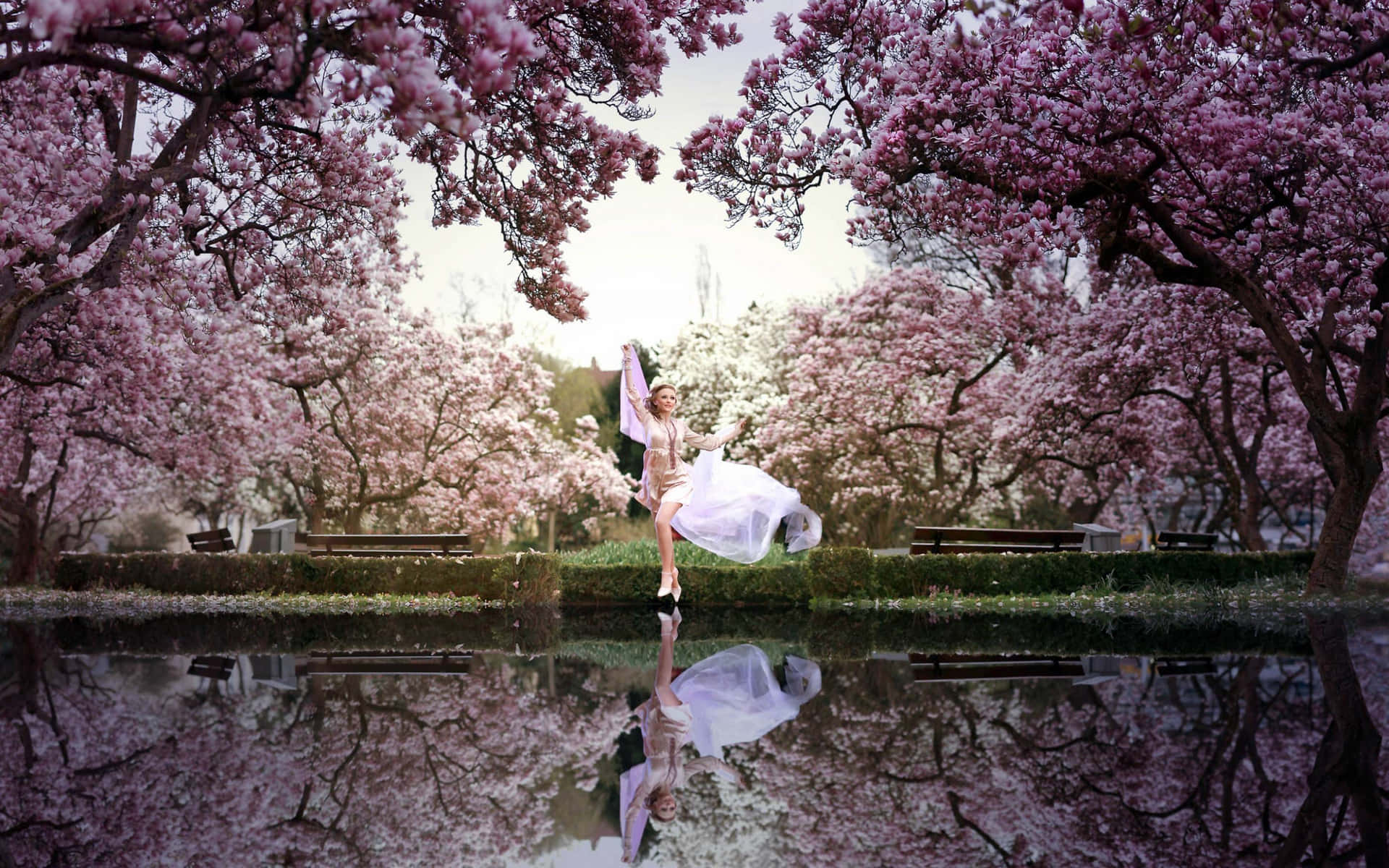 Cherry Blossom Trees And Woman Spring Background