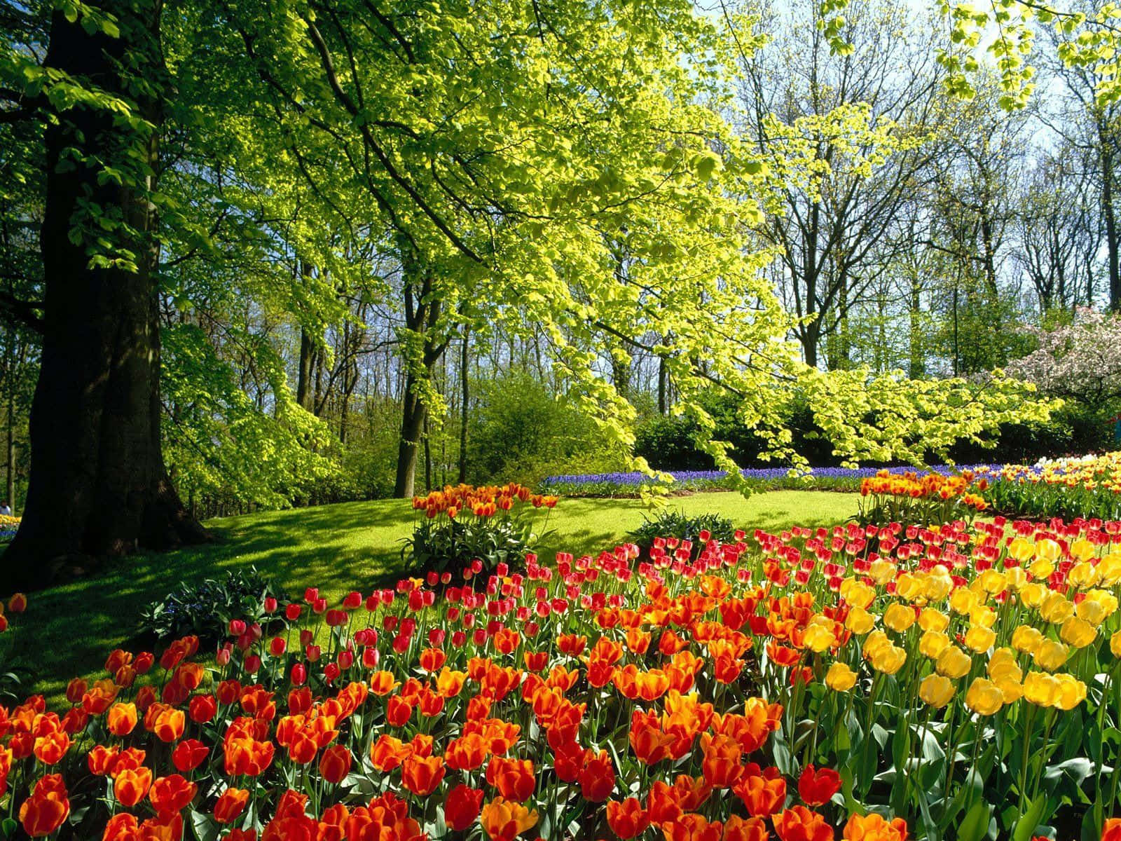 Colorful Tulips And Trees Spring Background