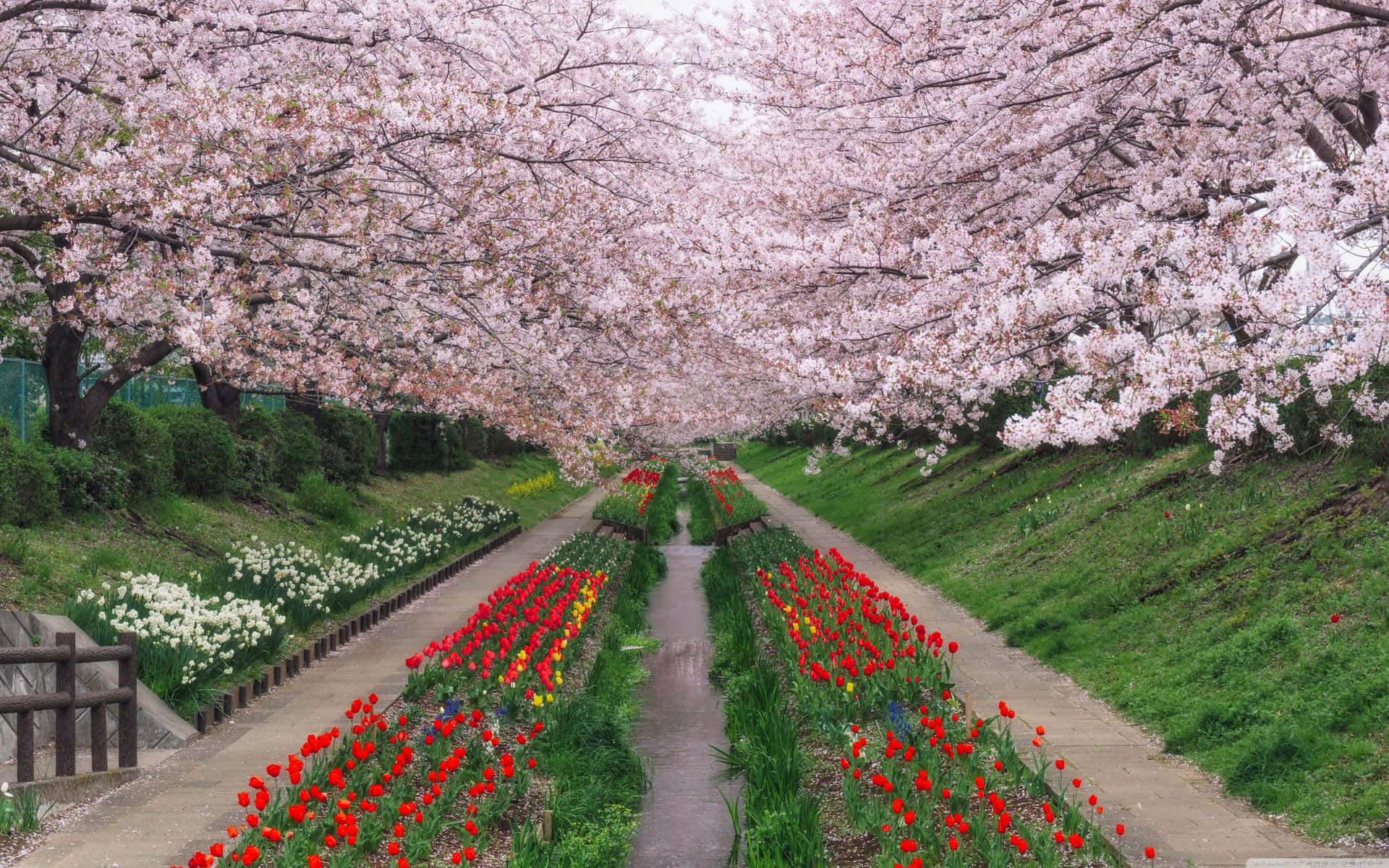 Kirsebærblomstrendetræer Og Blomster Forårsbaggrund.
