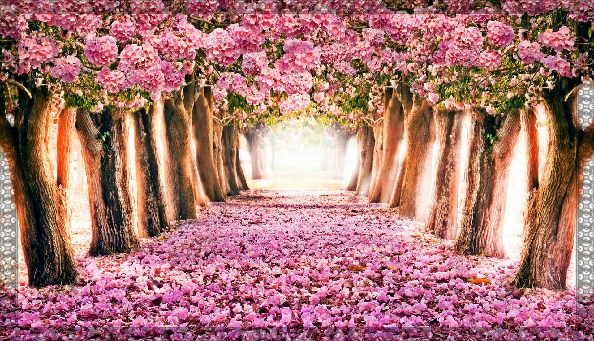 Fondode Pantalla De Primavera Con Un Túnel De Árboles De Cerezo Rosados