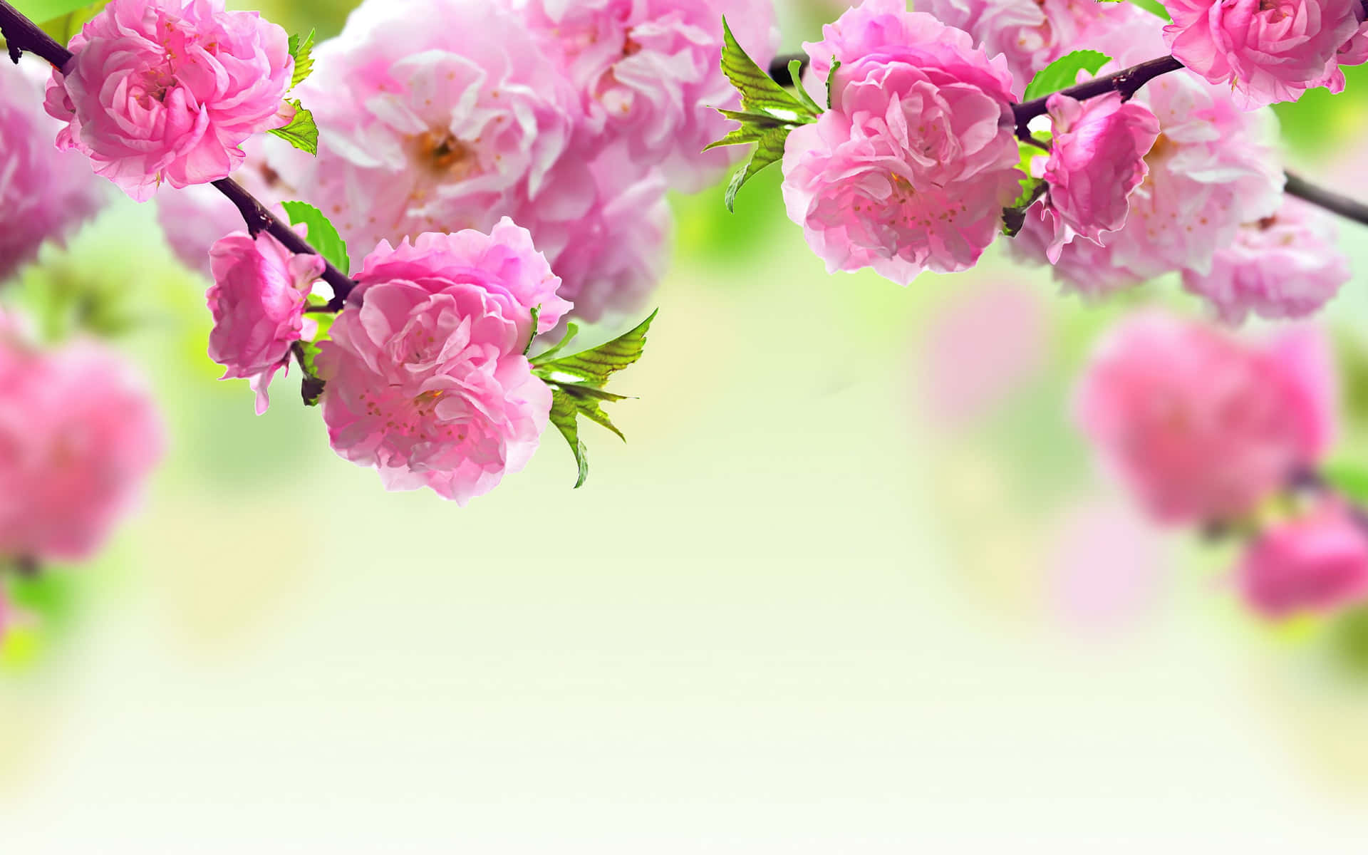 Pink Flowers For Spring Background