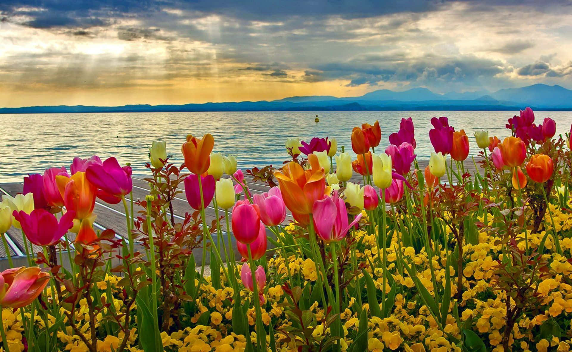 Colorful Tulip Flowers Spring Background