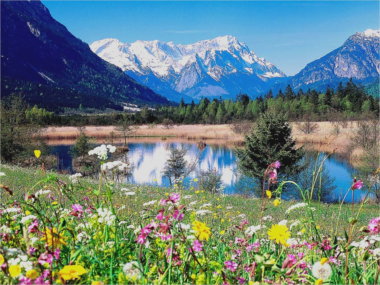 Imagende Fondo De Pantalla De Montañas Con Flores Y Un Lago En Primavera.