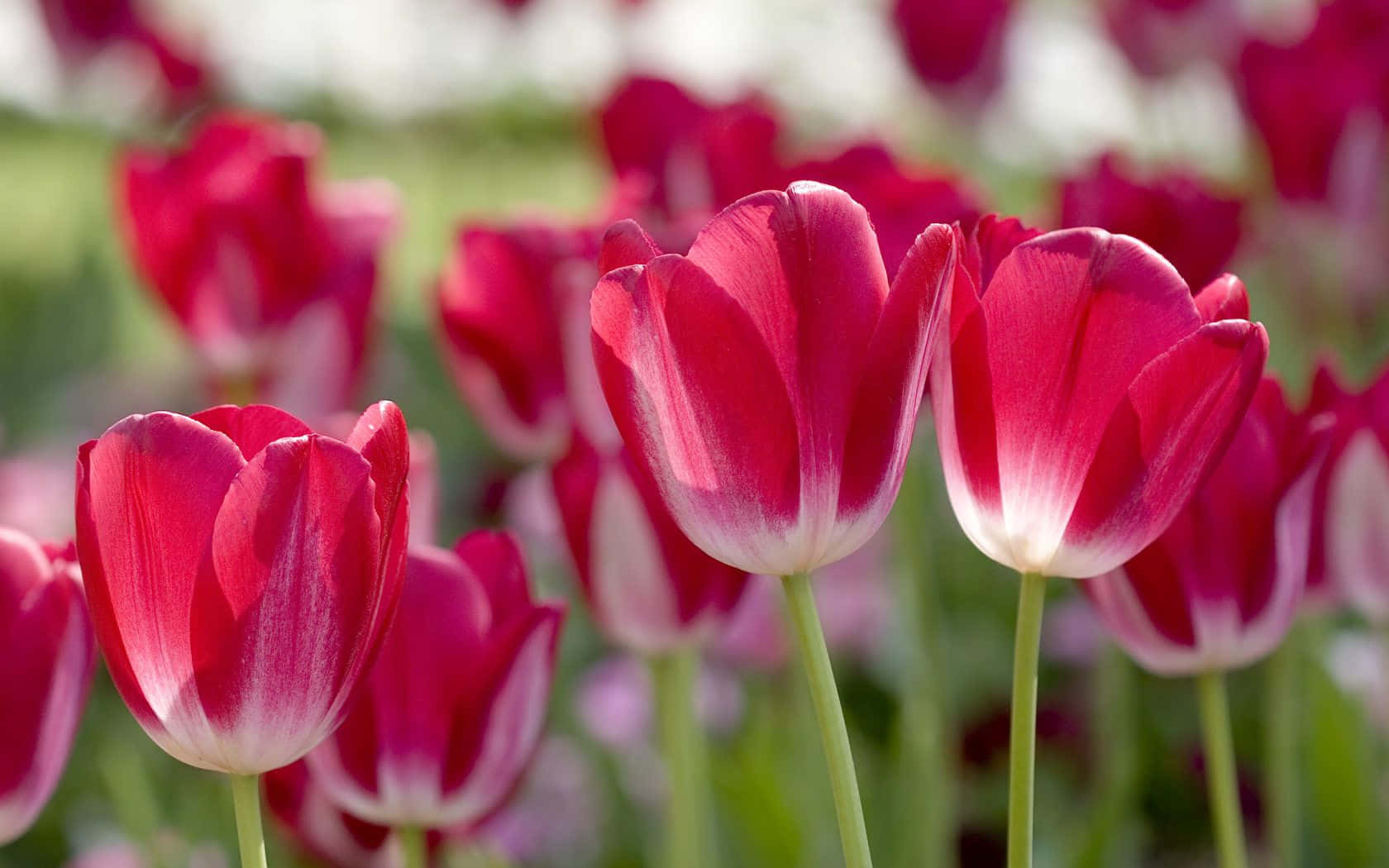 Fondode Pantalla De Flores De Tulipanes Rosados En Primavera