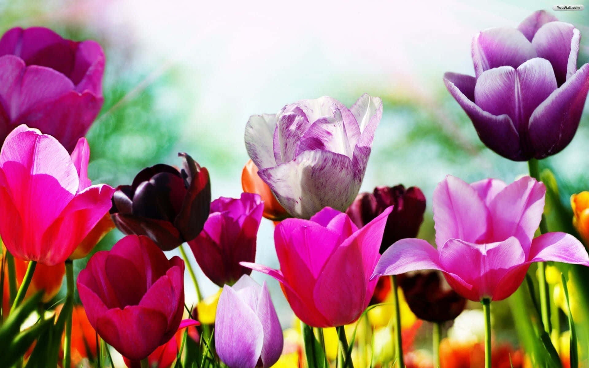 Fondoimpresionante De Tulipanes Primaverales.
