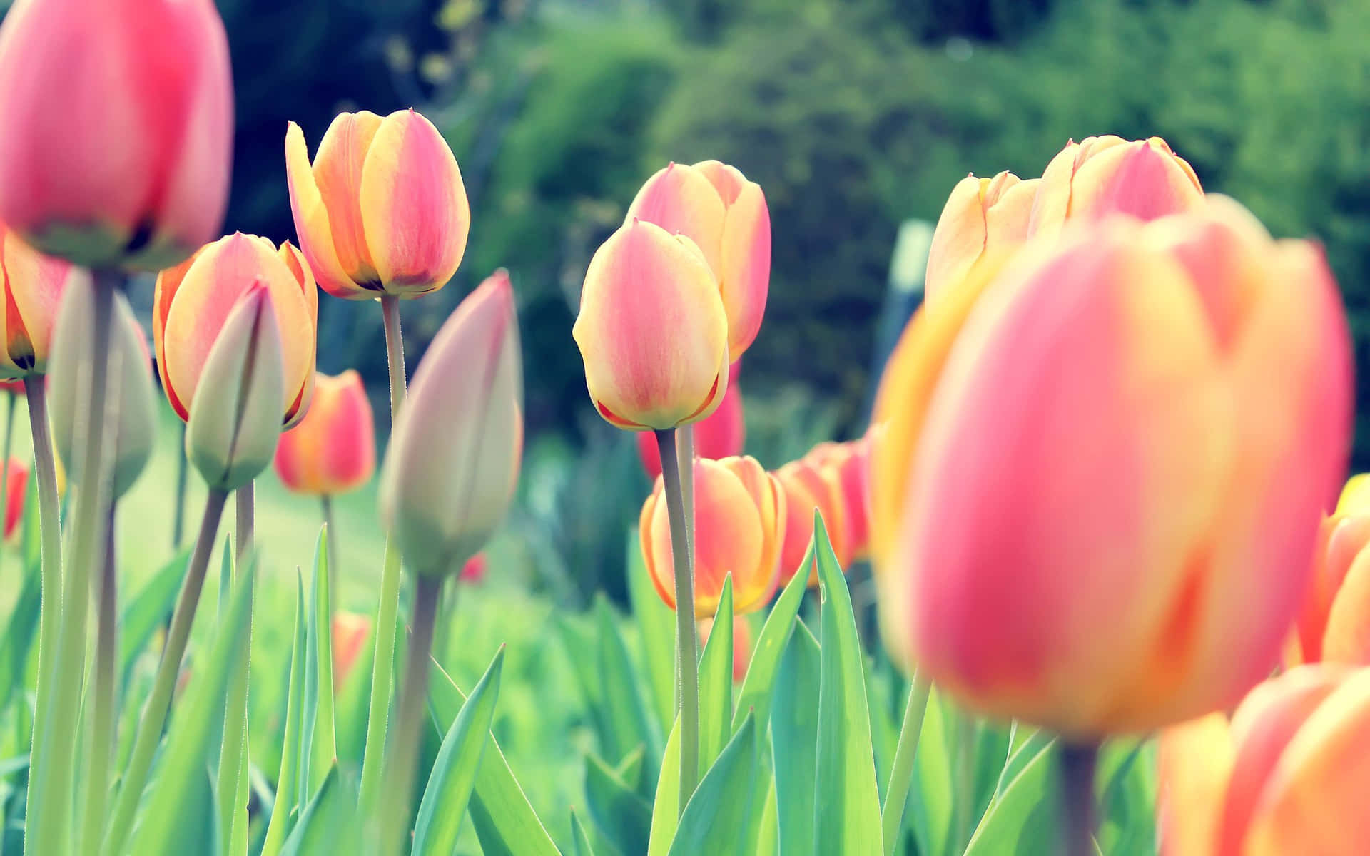 Sfondoprimaverile Con Splendidi Fiori Di Tulipani