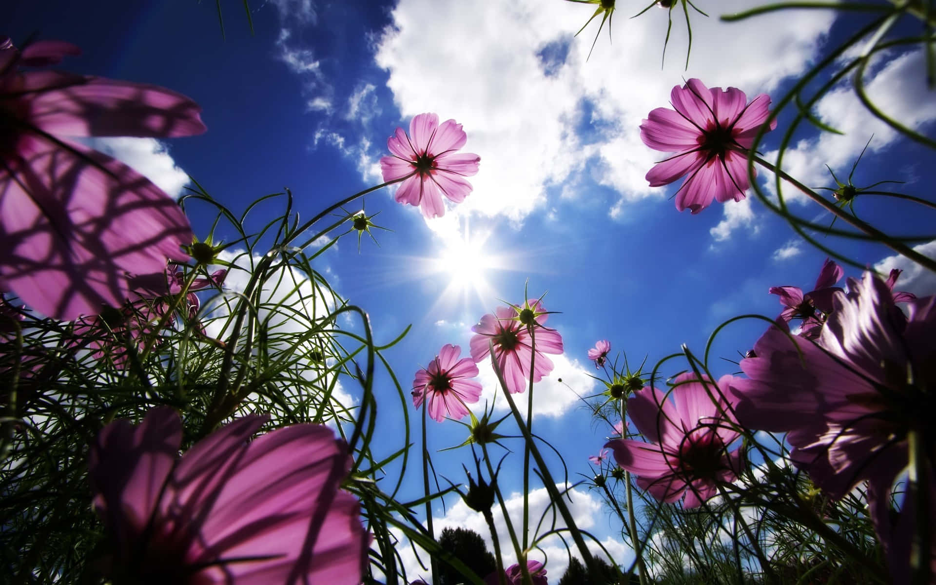 Pink Flowers Worm Eye View Spring Background