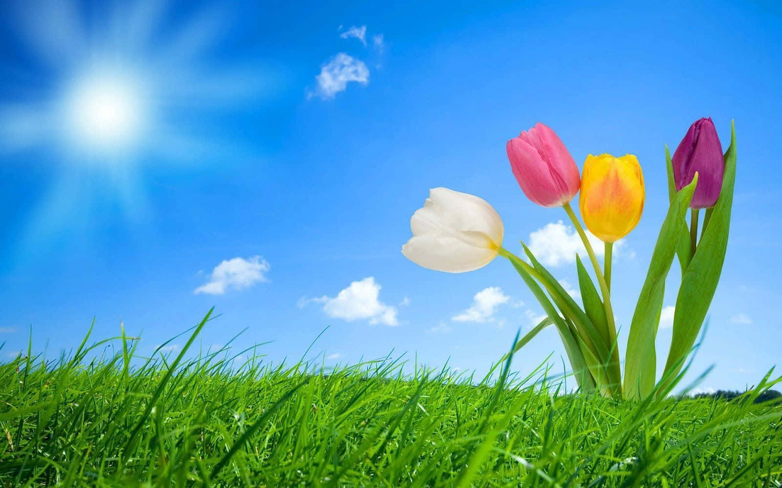 Colorful Tulips In Grassy Field Spring Background