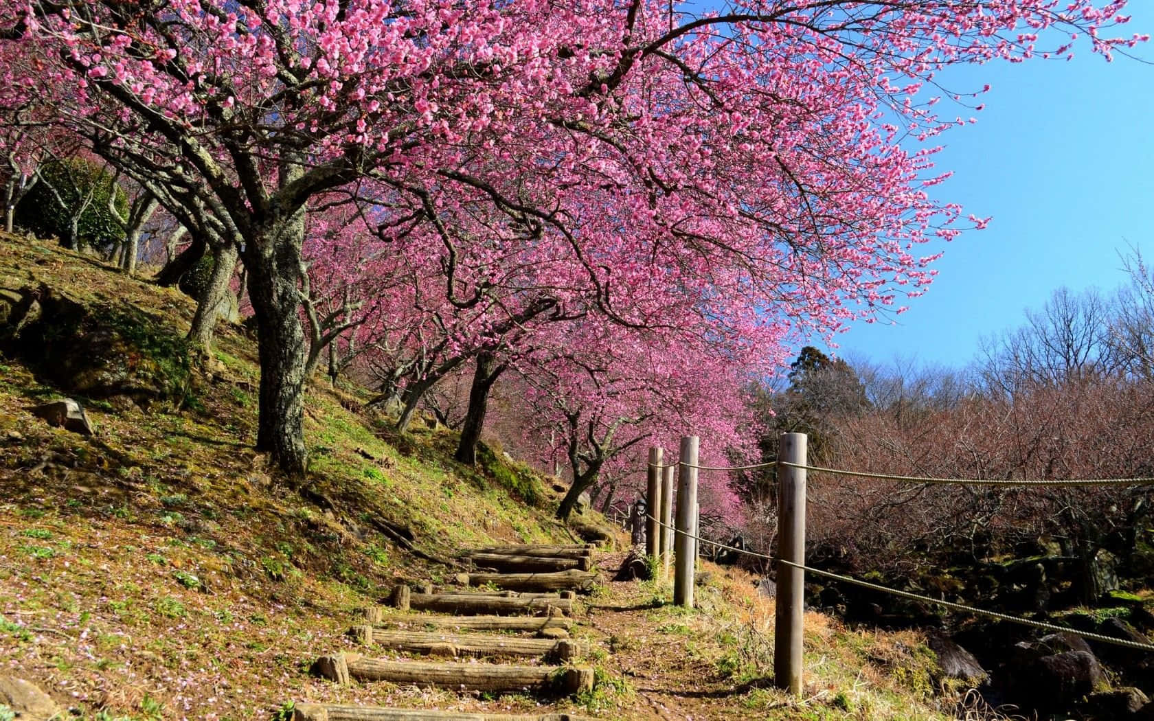 Sakura Fence Spring Background