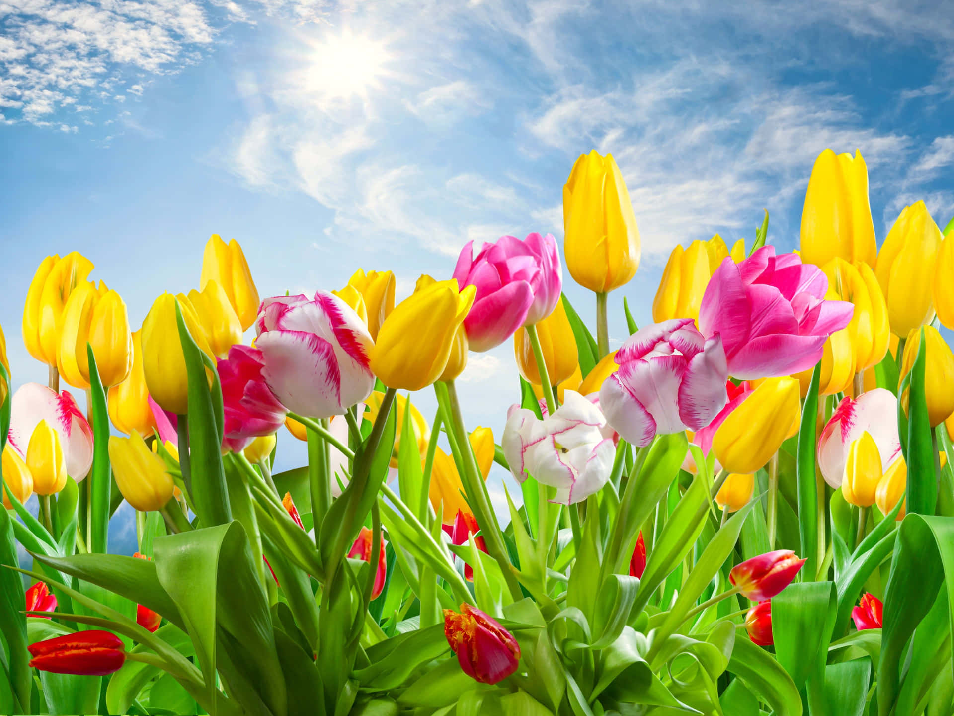 Fondode Pantalla Primaveral Con Coloridos Tulipanes De Jardín.