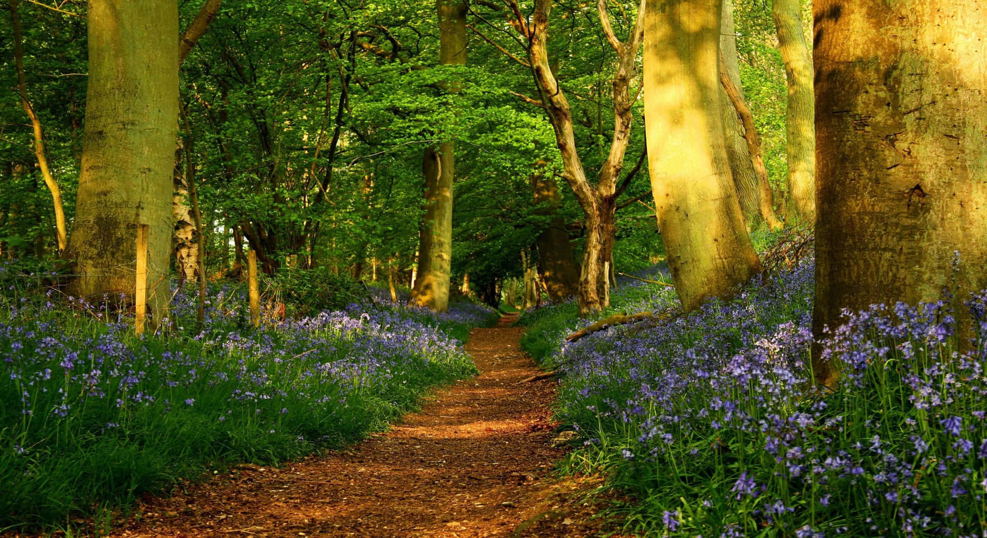 Bluebells In The Forest Spring Background