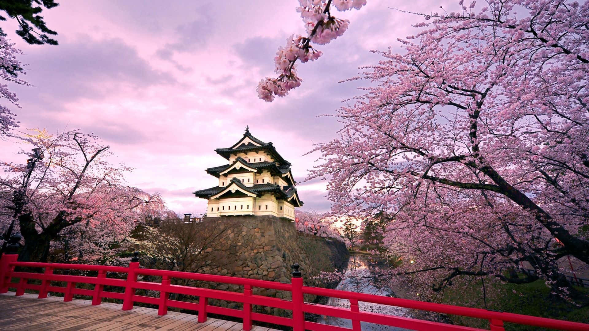 Castillode Hirosaki Con Fondo De Cerezos En Flor De Primavera