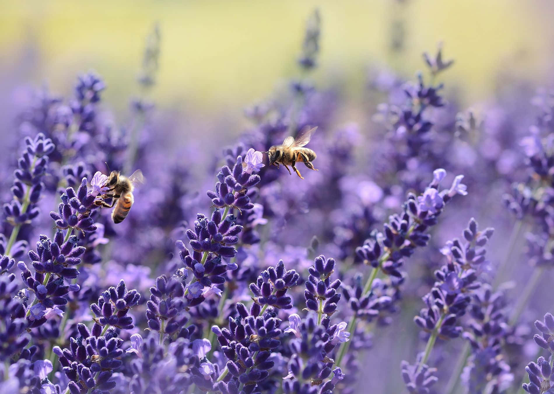 Buzzing bees on blooming flowers in the spring garden Wallpaper