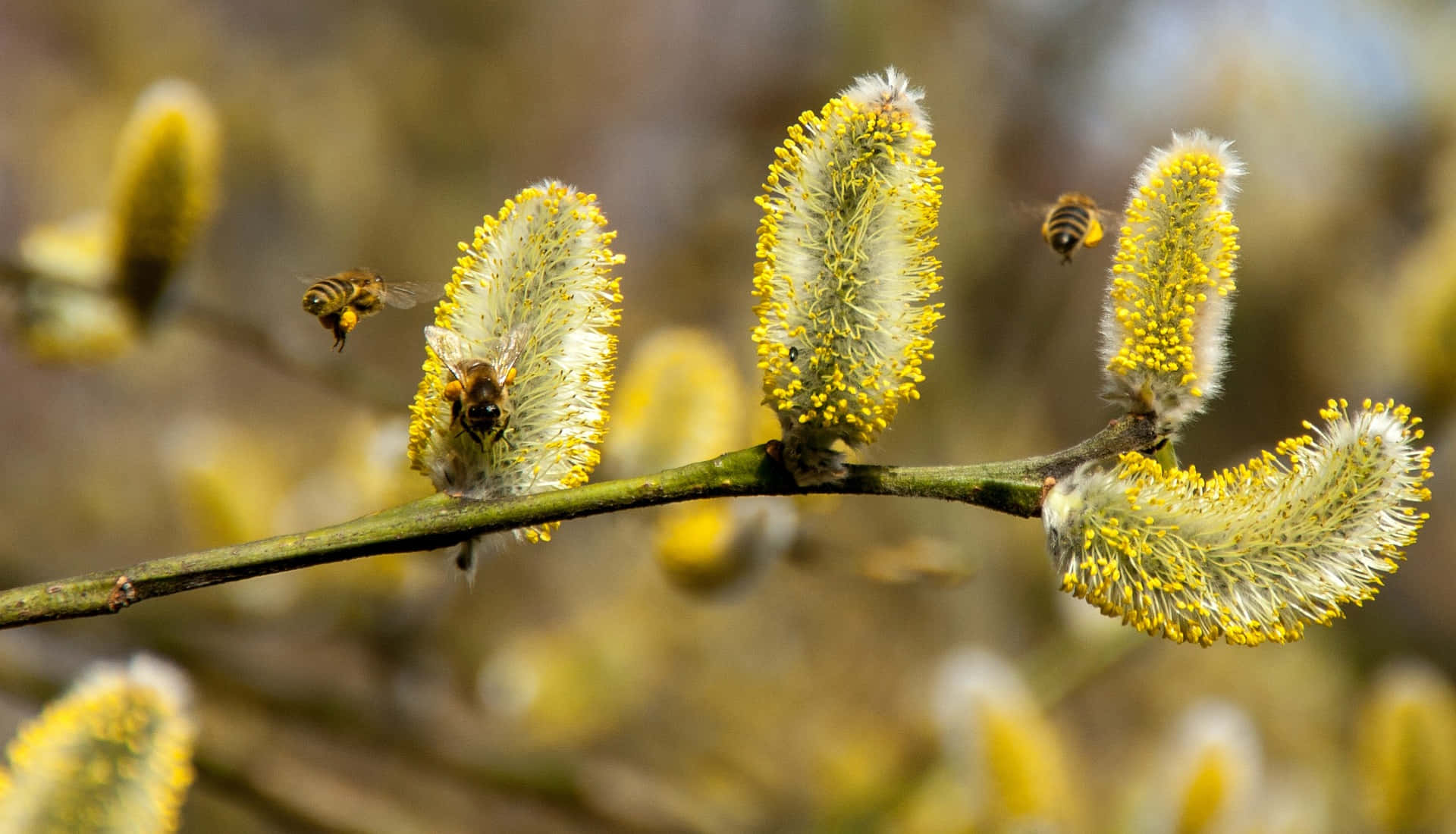 A close-up of honey bees collecting nectar from vibrant spring blossoms Wallpaper