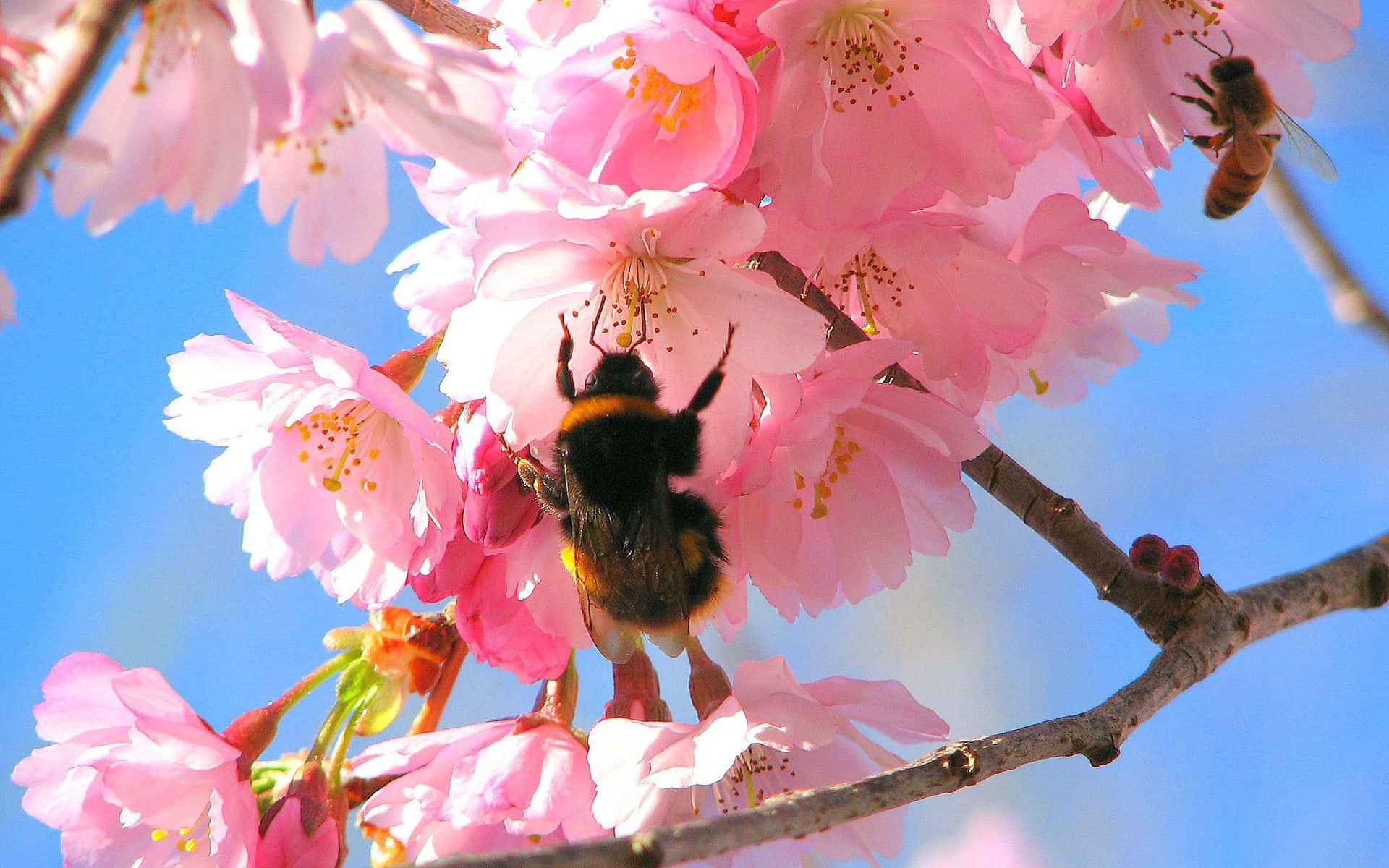 Busy bees enjoying beautiful spring flowers Wallpaper