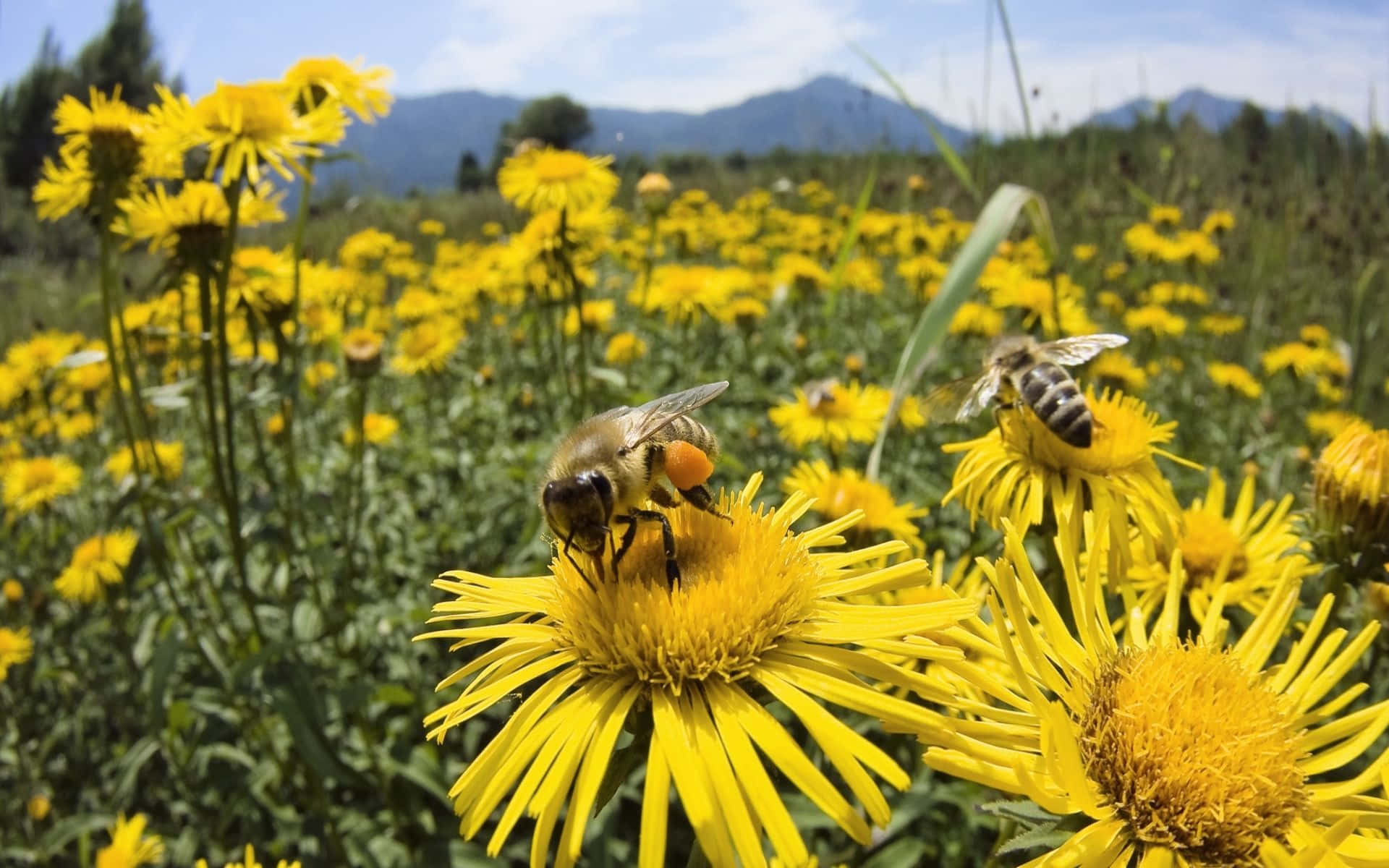 Buzzing Bees Pollinating Vibrant Spring Flowers Wallpaper