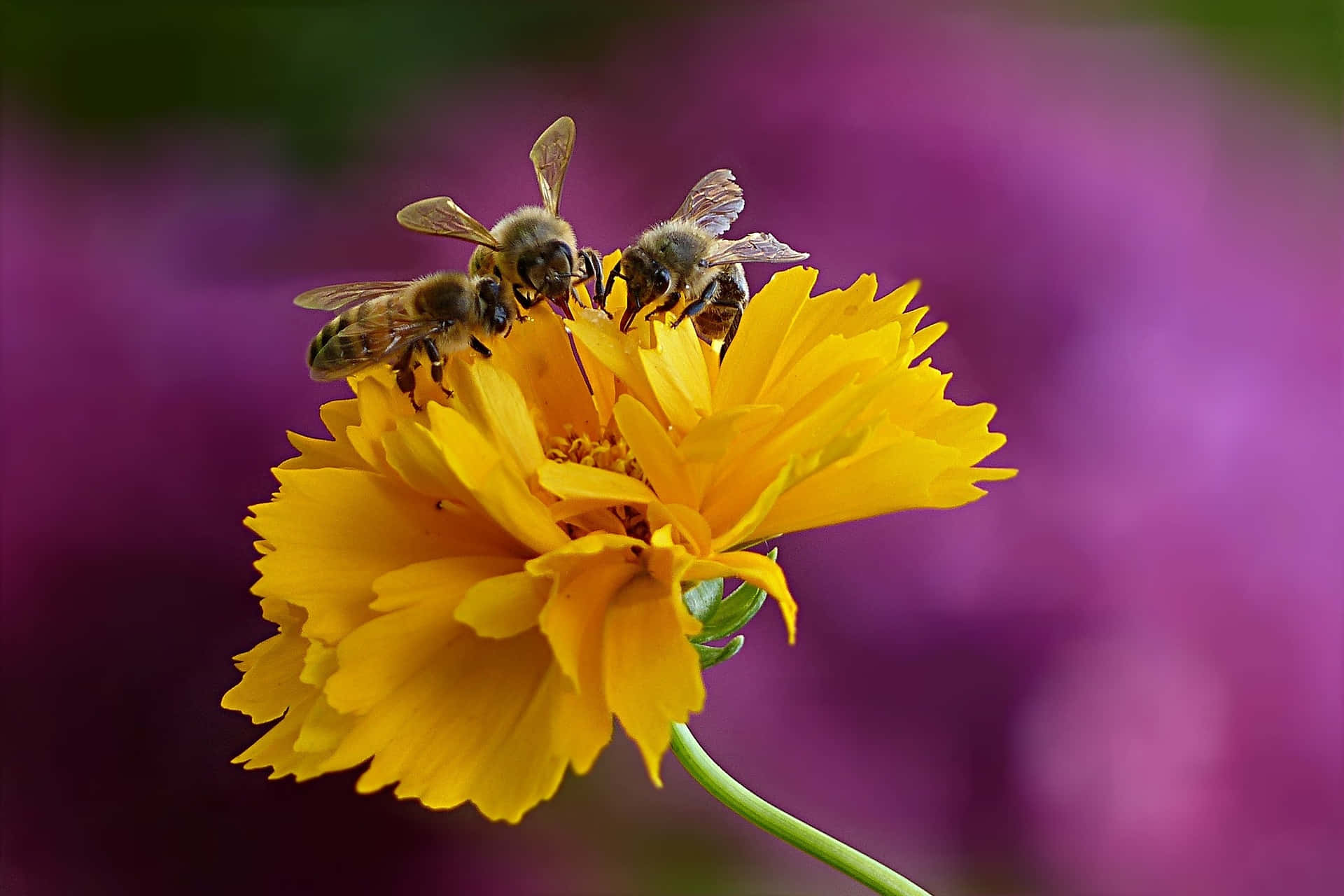 Buzzing Bees Enjoying Spring Blossoms Wallpaper
