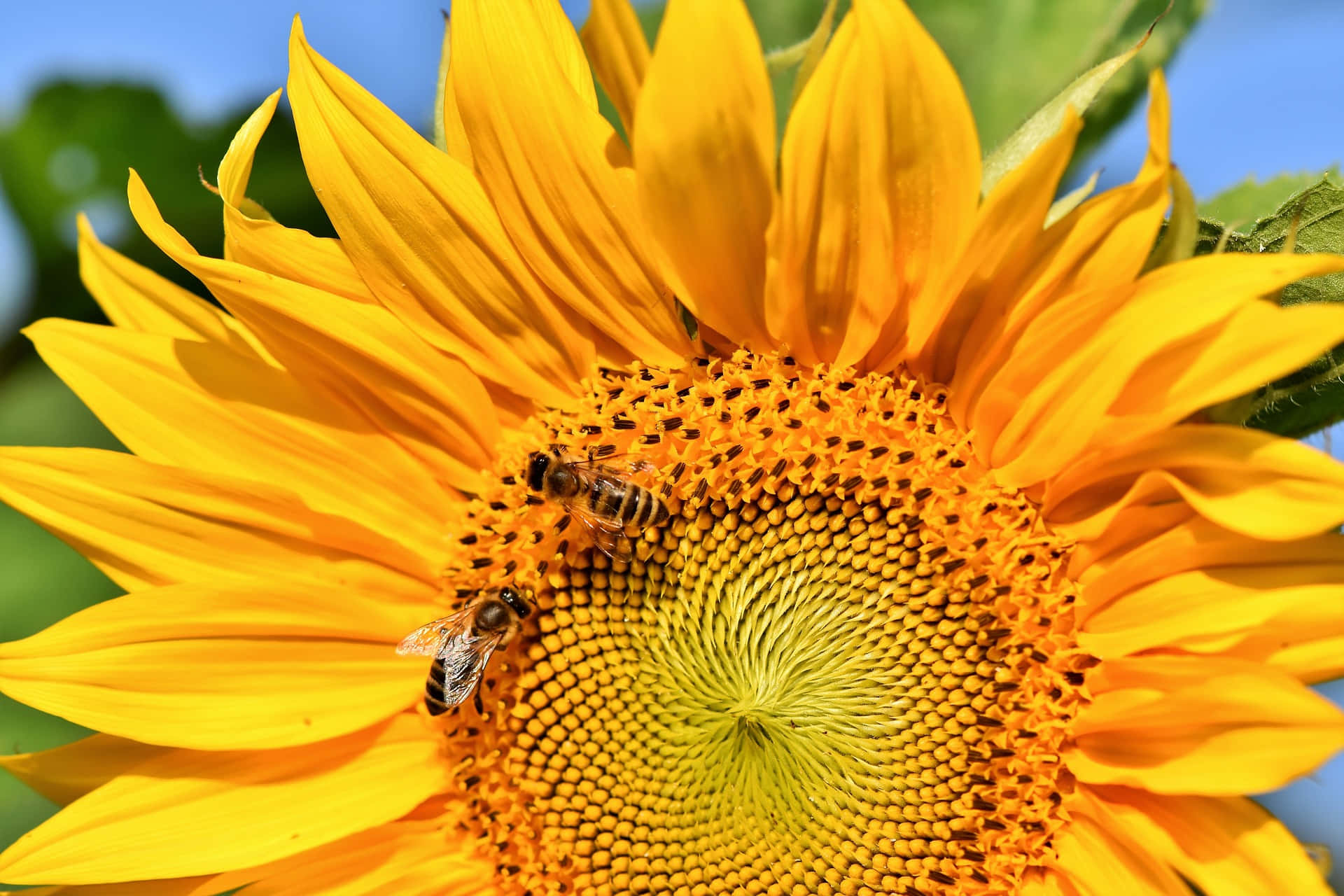 Busy Bees Collecting Pollen in a Vibrant Spring Garden Wallpaper