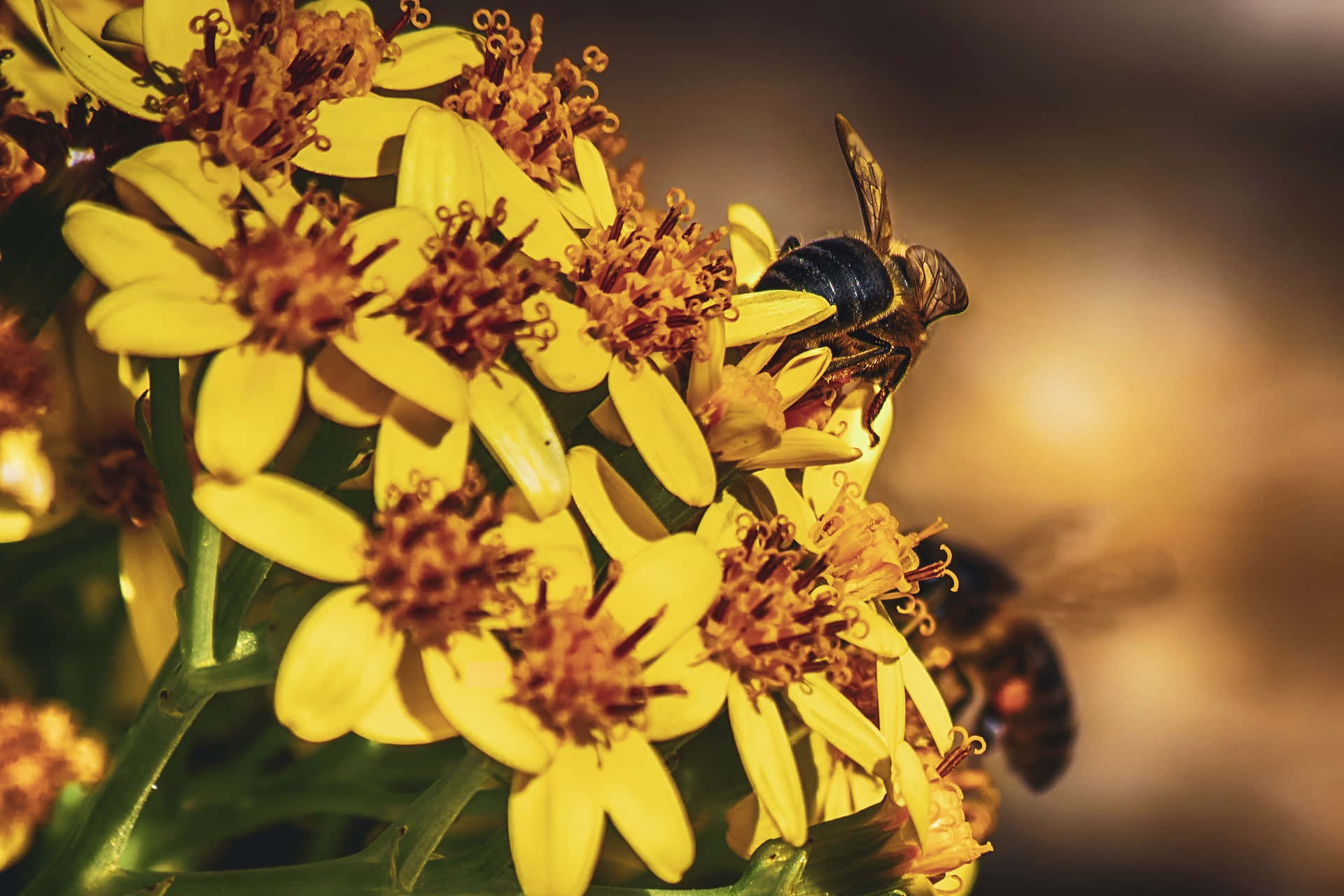 Busy Bees at Work in a Colorful Spring Garden Wallpaper