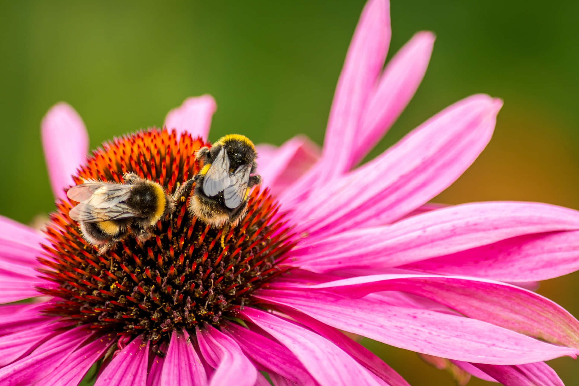 Busy bees collecting nectar from colorful spring flowers Wallpaper