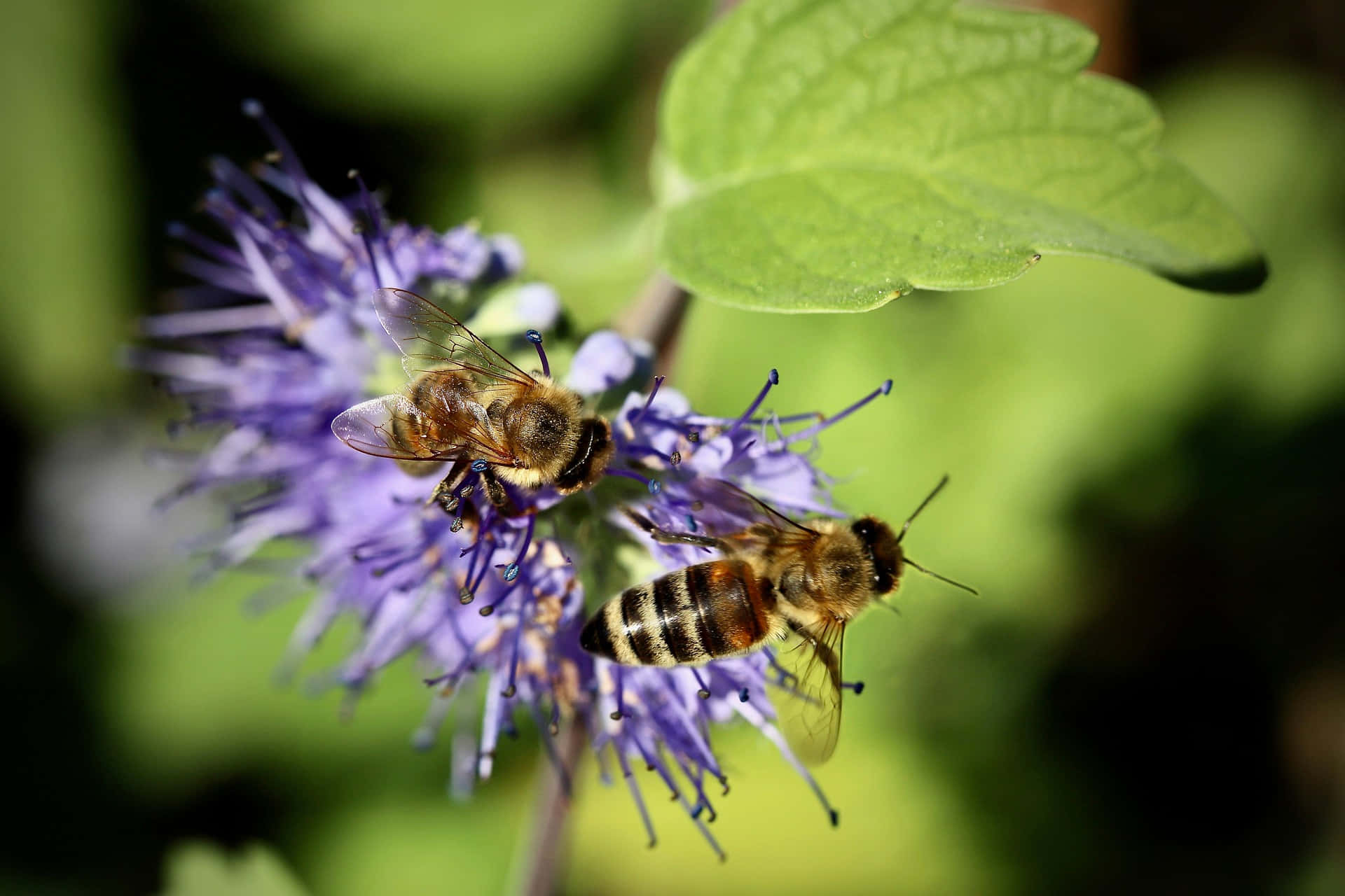 Download Spring Bees Collecting Nectar from Flowering Blossoms ...