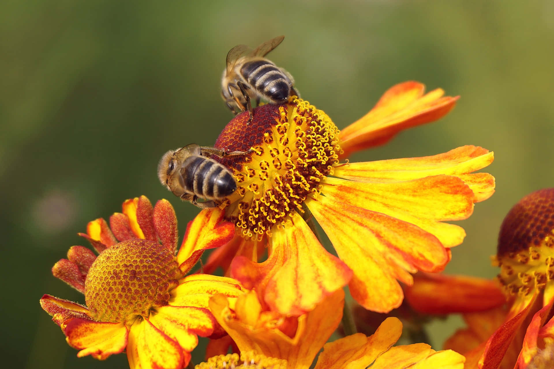 Bees pollinating vibrant spring flowers Wallpaper