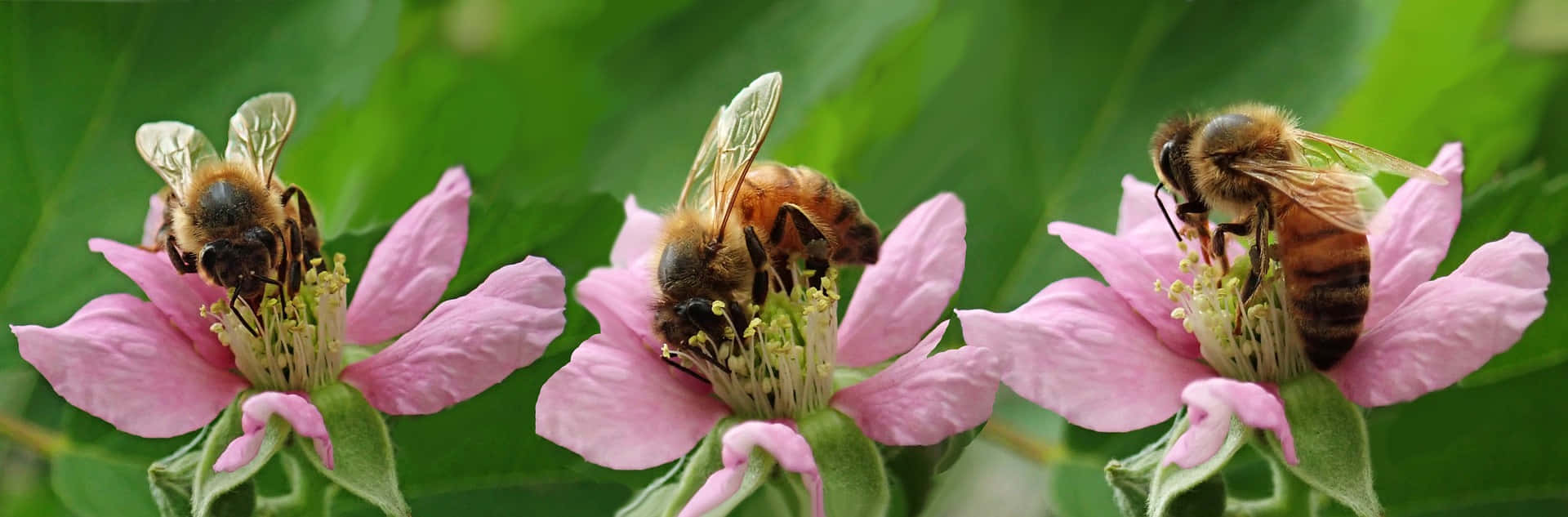 Buzzing Bees in a Blooming Spring Garden Wallpaper