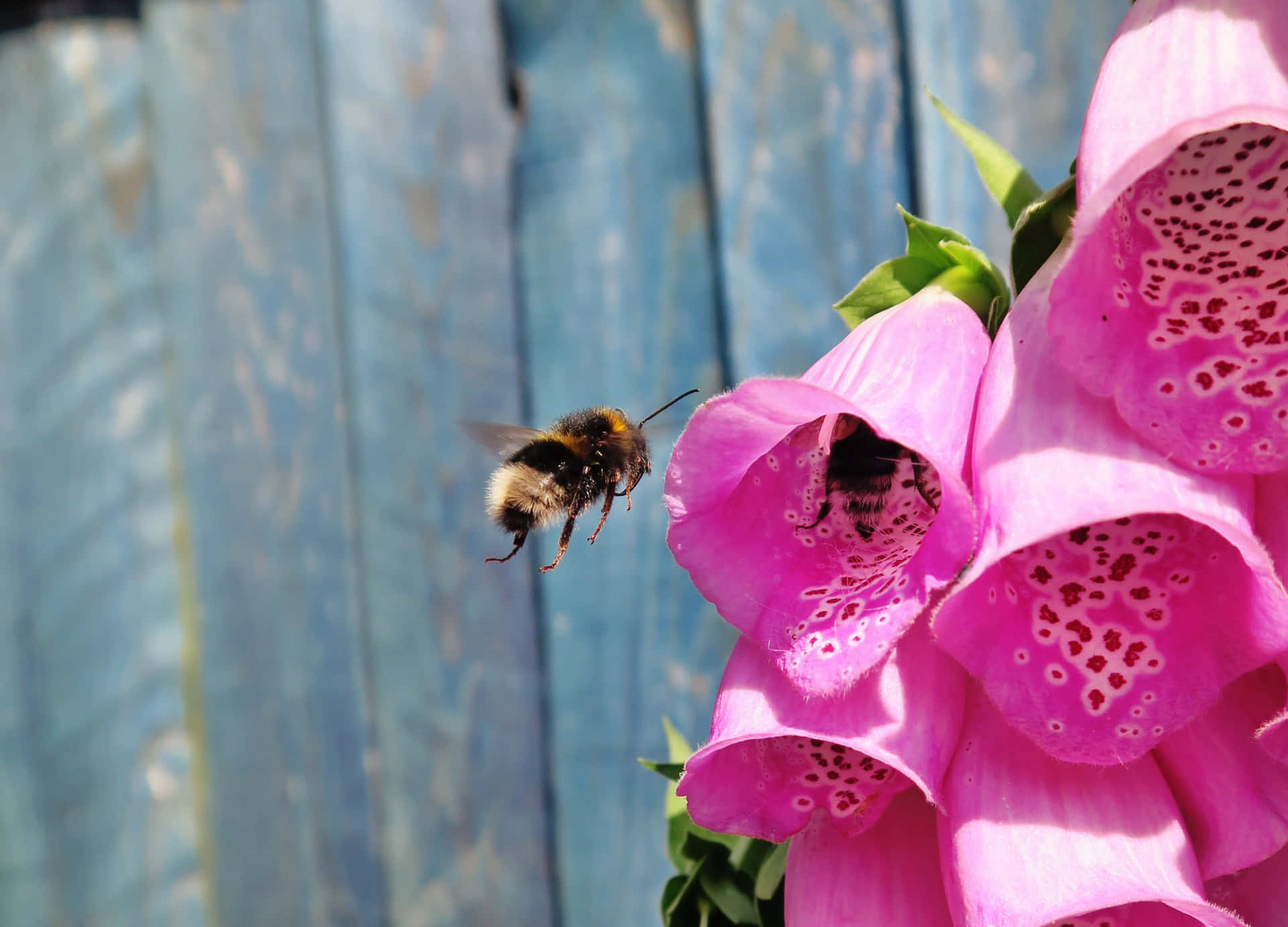 Buzzing Bees Enjoying Spring Blooms Wallpaper