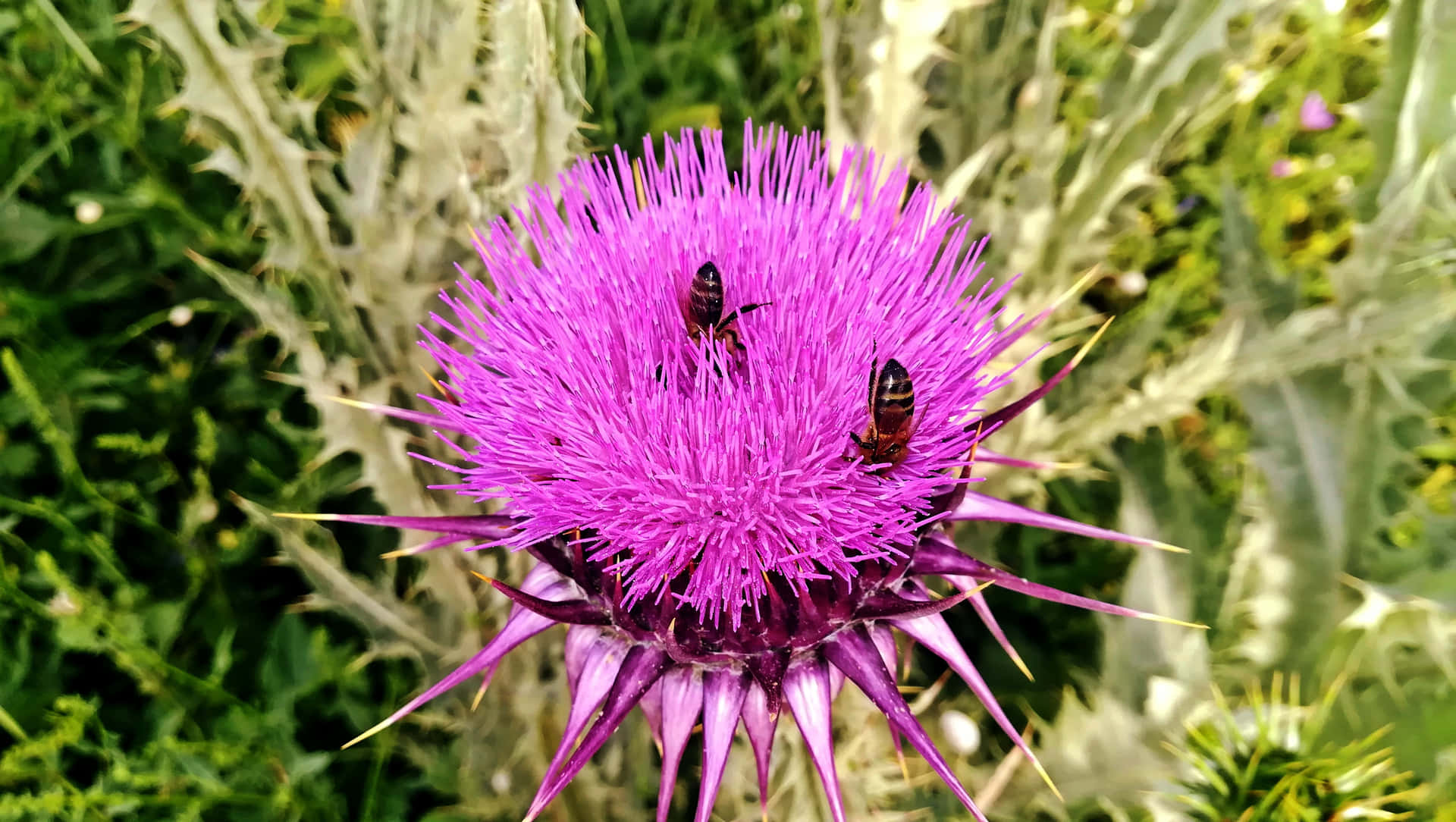 Busy bees collecting nectar and pollen from blooming flowers in a vibrant spring garden Wallpaper