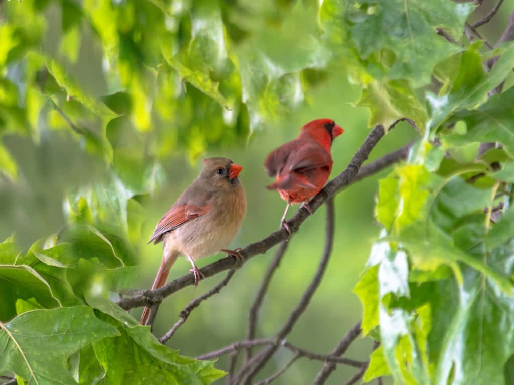 Pájarode Primavera Cantando En Una Rama Floreciente Fondo de pantalla
