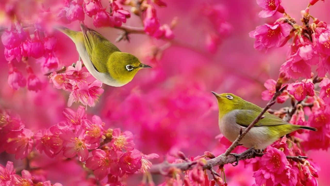 Hermosospájaros Cantando En Una Rama De Árbol Durante La Temporada De Primavera Fondo de pantalla