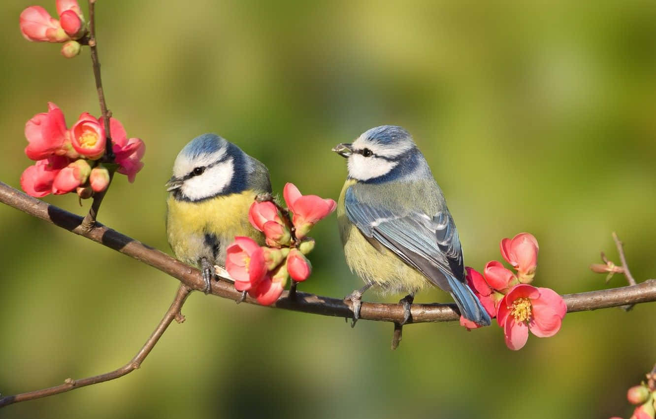 Joyful Birds Welcoming Spring Wallpaper