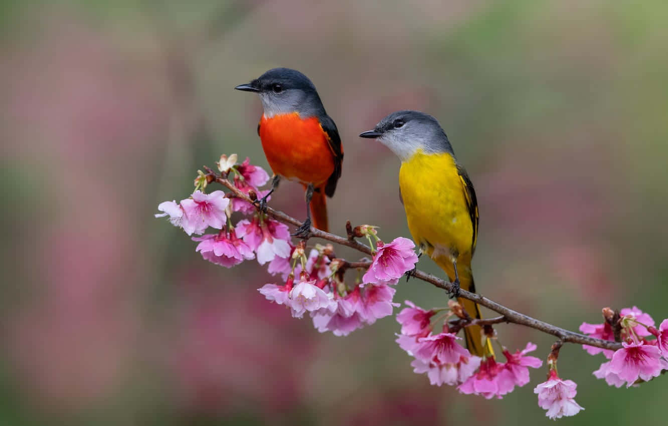 Beautiful Spring Birds Enjoying Nature Wallpaper