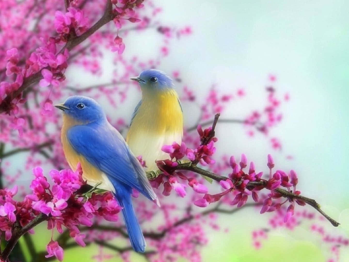 Uncoro De Pájaros Primaverales Cantando En Un Árbol Floreciente Fondo de pantalla