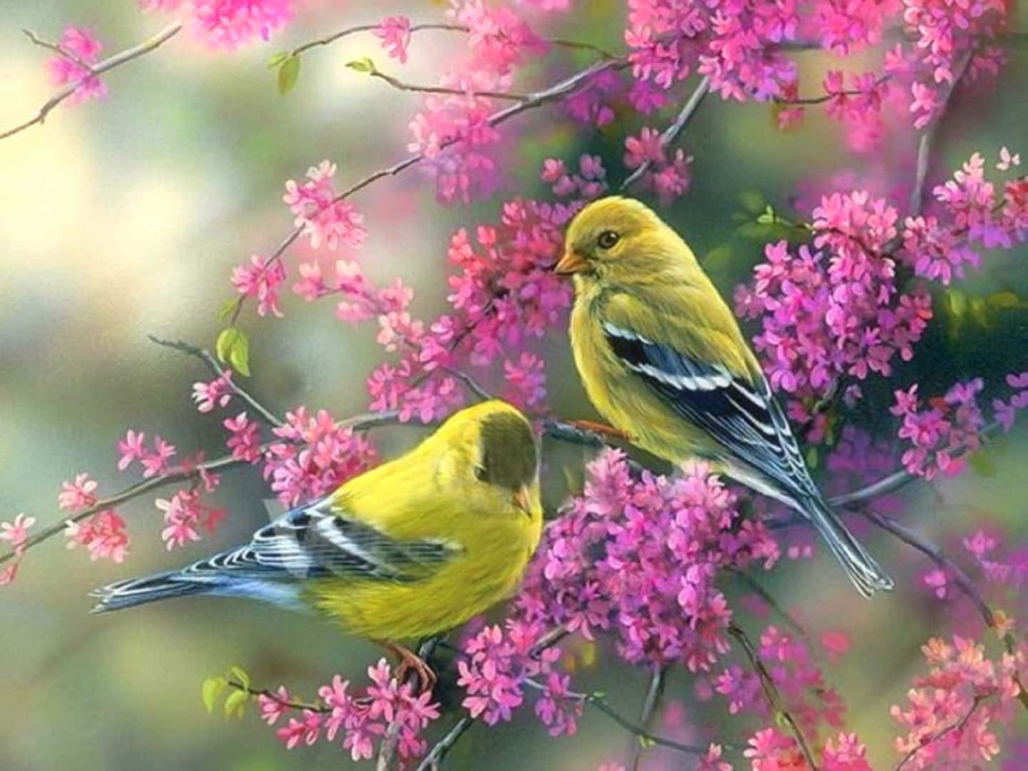 Hermosospájaros Primaverales Cantando En Los Árboles Florecientes. Fondo de pantalla