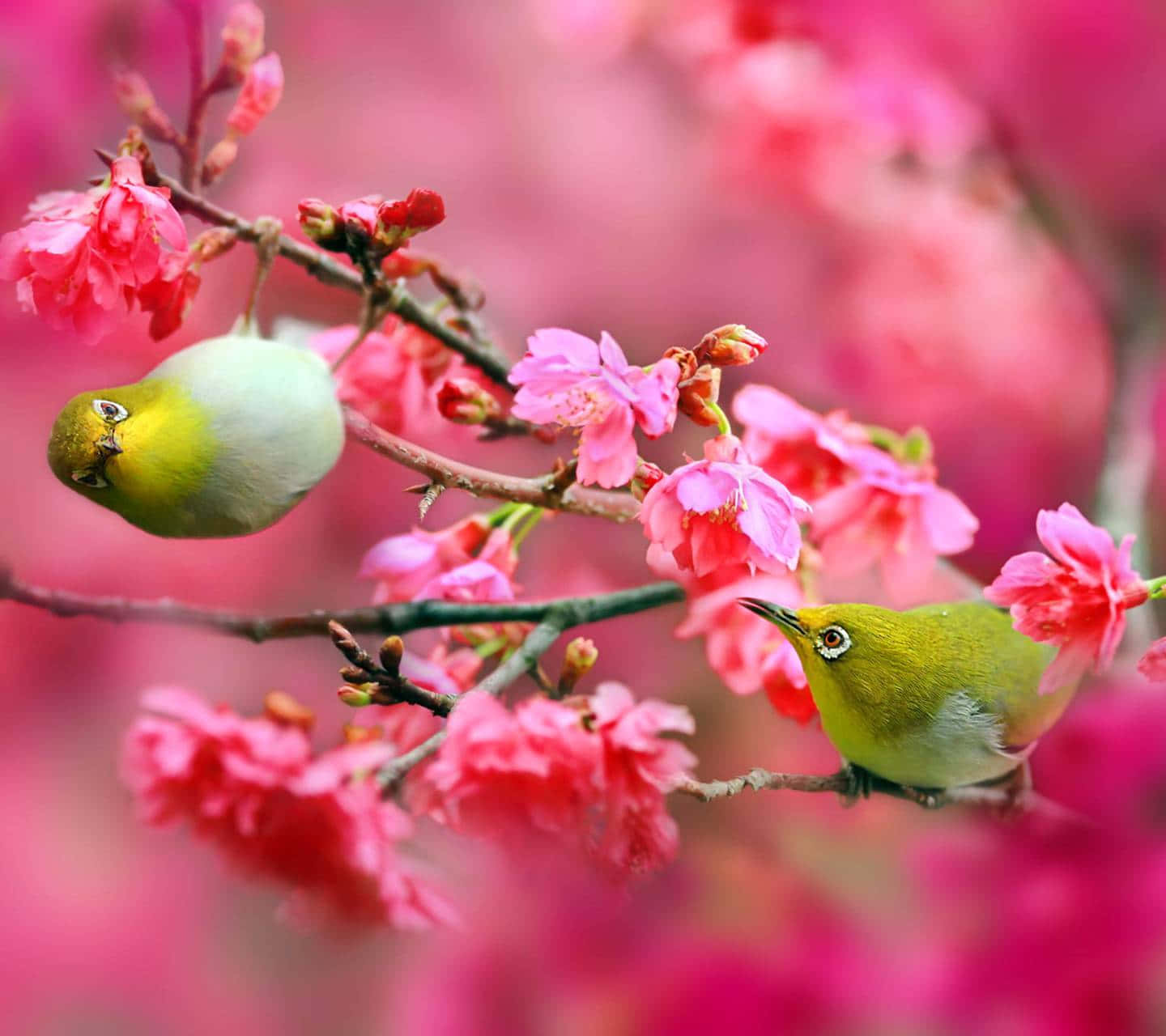 Pájarosprimaverales Cantando En La Rama Floreciente. Fondo de pantalla