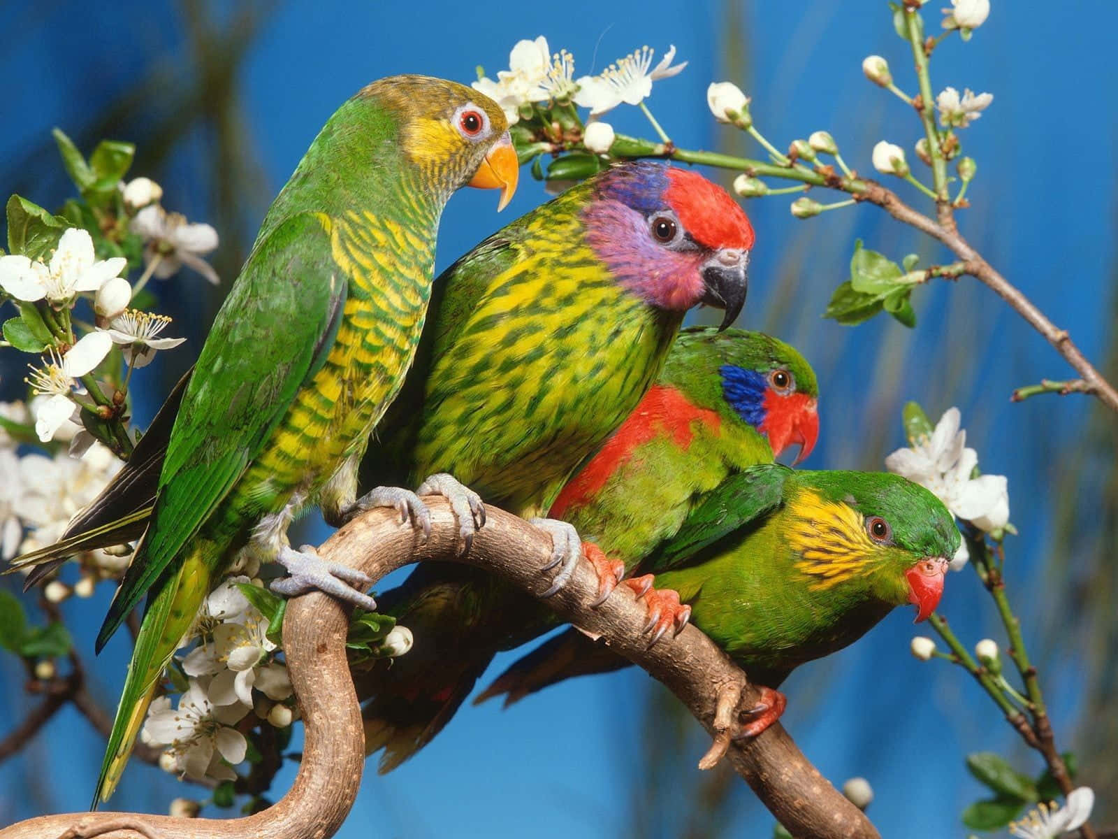Spring birds perching on a branch Wallpaper