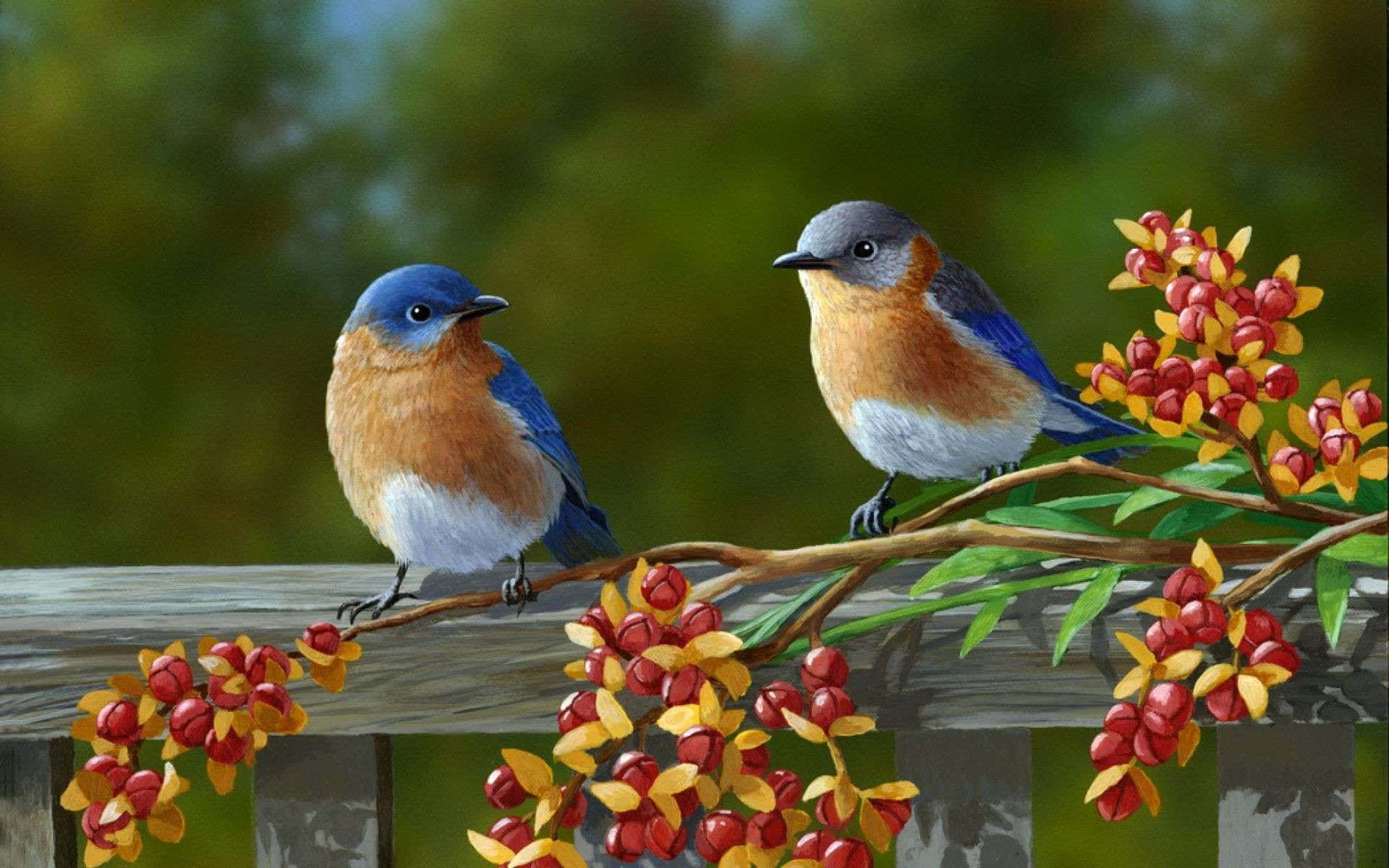 Unvibrante Par De Pájaros Posados En Un Árbol Florecido En Primavera Fondo de pantalla
