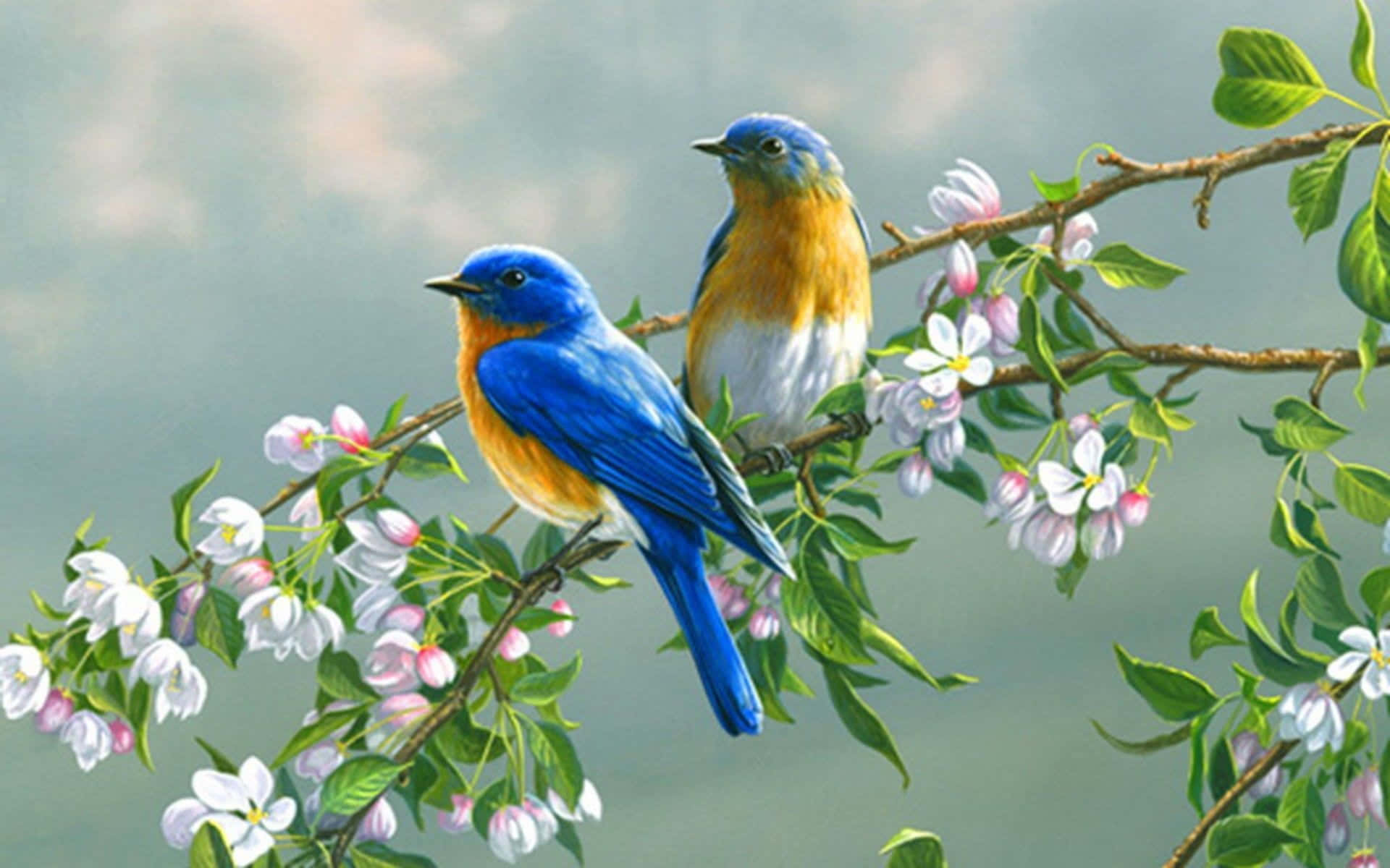 Charming Birds Perched on Blooming Cherry Tree Branches Wallpaper